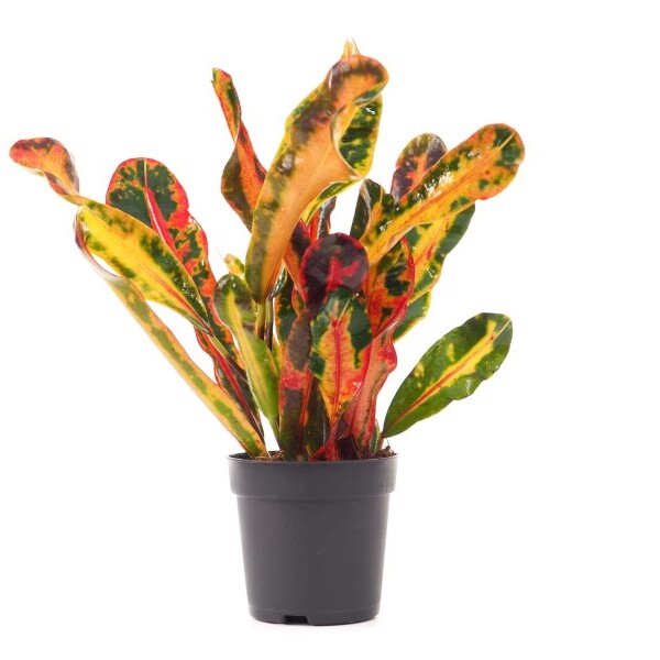 Кодиеум (Кротон) Мамми (Codiaeum Mammy) D6см