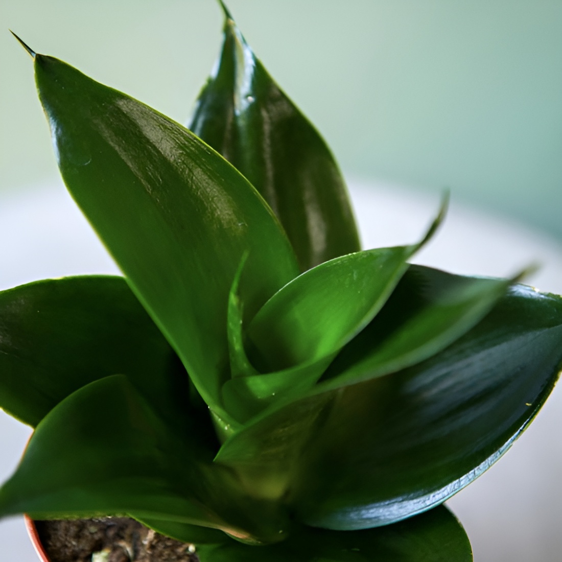 Сансевиерия Ханни Блэк (Sansevieria Hahnii Black) D6см
