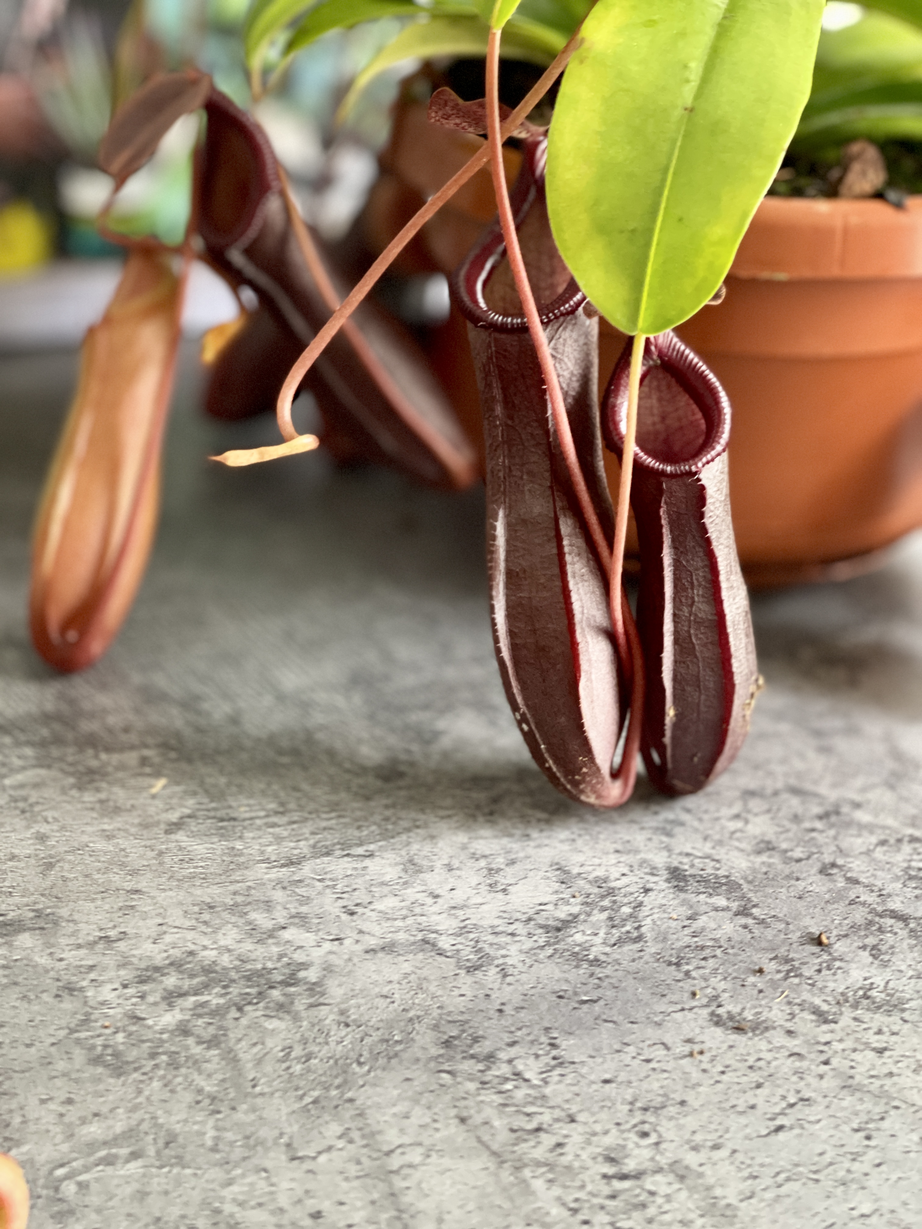 Непентес Алата (Nepenthes Alata) D14см в подвесном кашпо