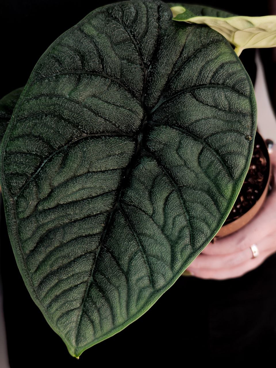 Алоказия Мело Рептилия (Alocasia Melo Reptile) D11см