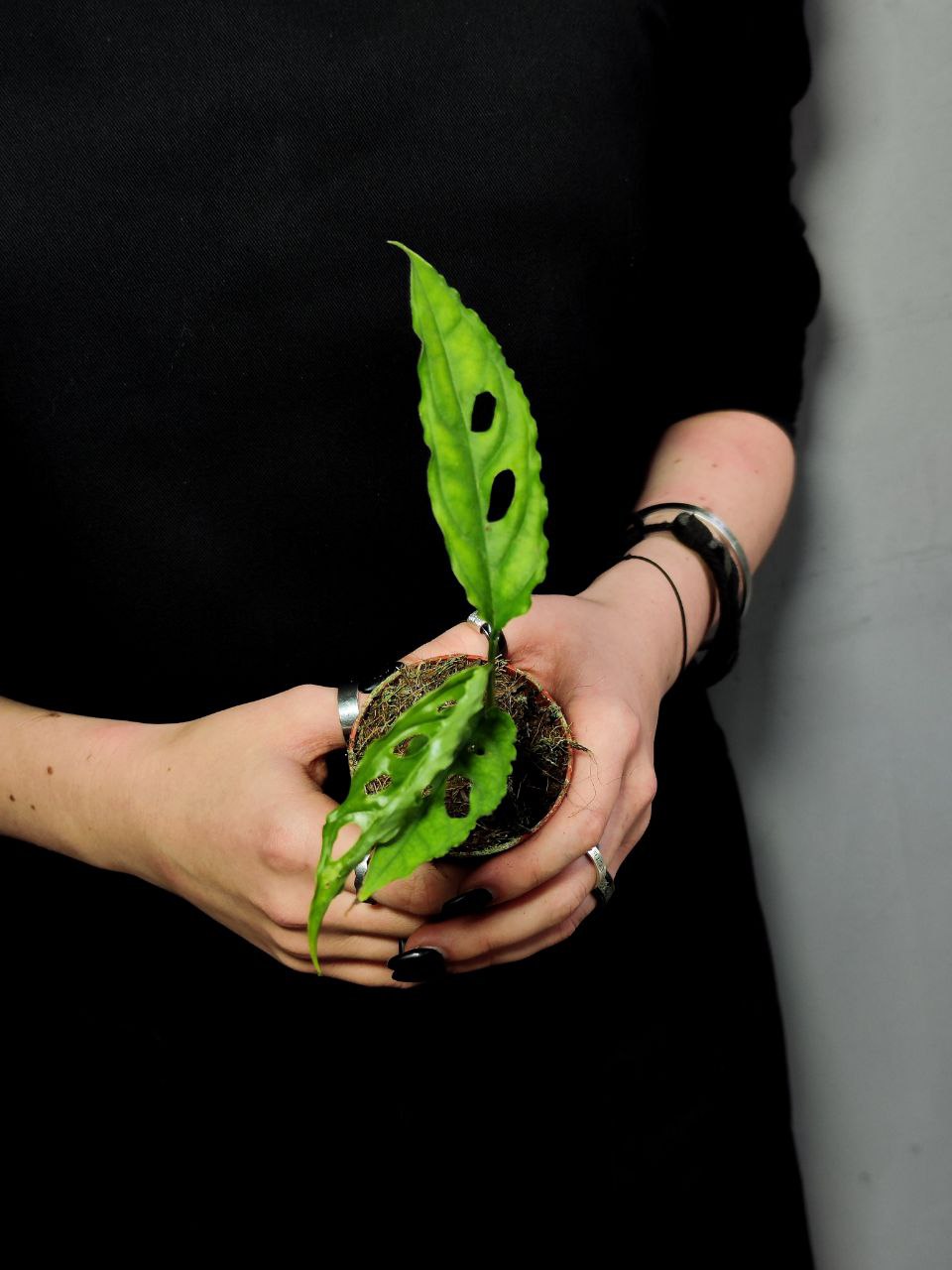 Монстера Обликва Перу (Monstera Obliqua Peru) D6см