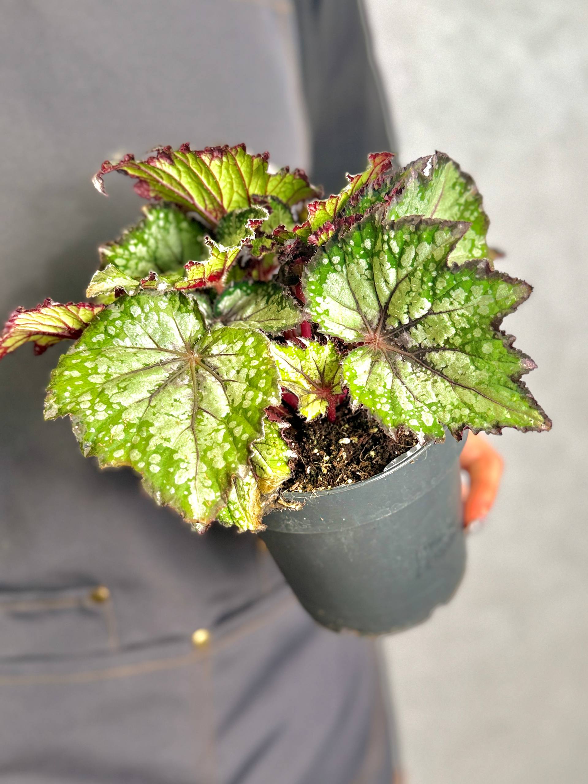 Бегония Рекс Бостелла (Begonia Rex Bostella) D12см