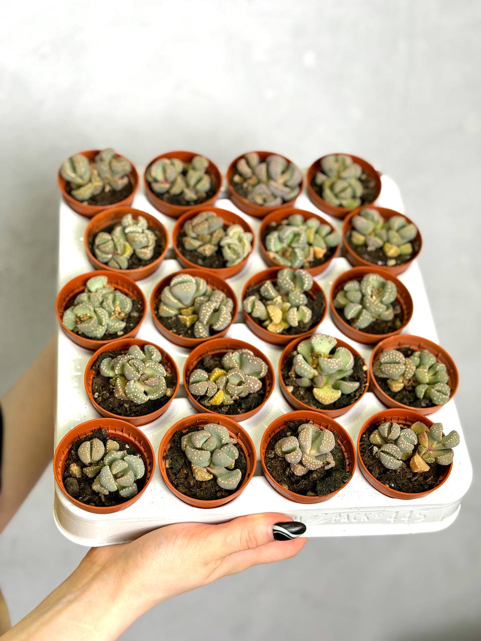 Титанопсис Примоси (Titanopsis Primosii) D5см