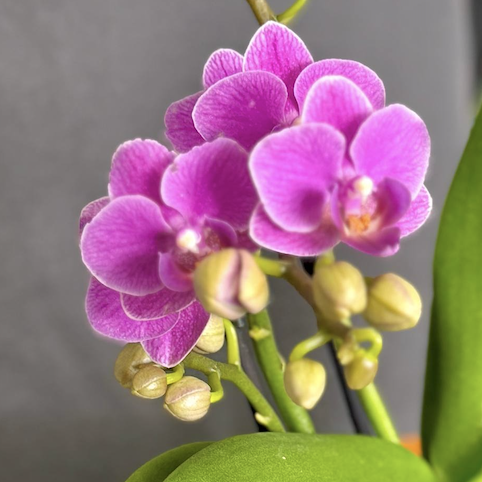 Орхидея Фаленопсис Мини Светло - Фиолетовая (Phalaenopsis Multiflora Light Purple) D9см