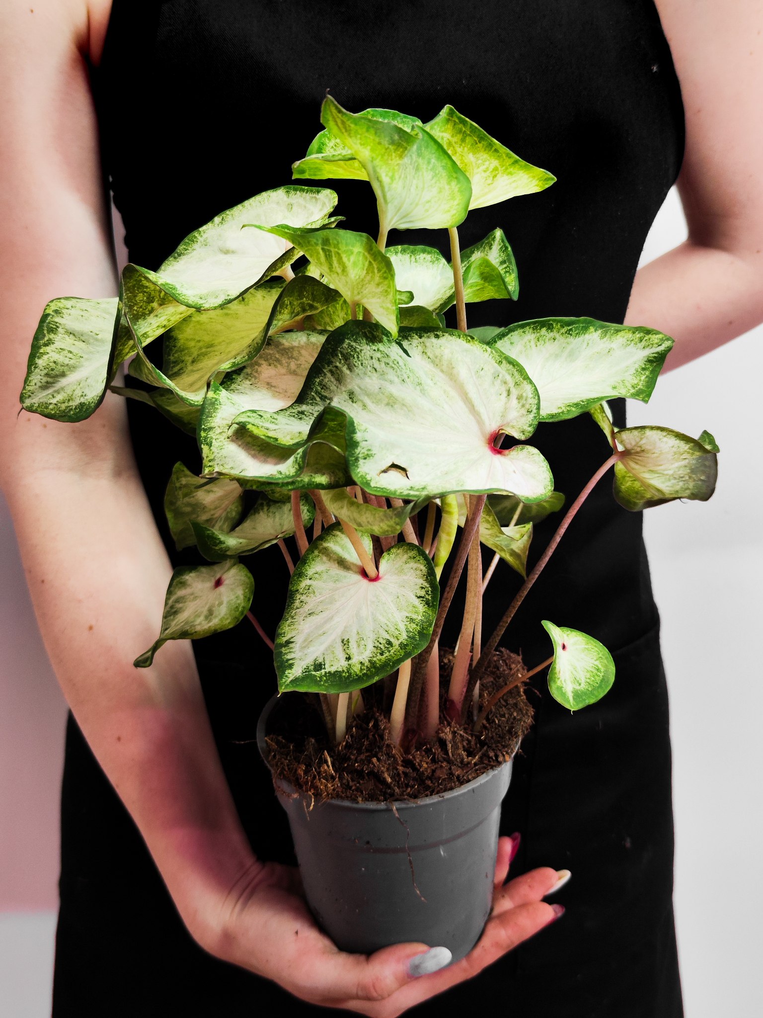 Каладиум Вайт (Caladium White) D12см