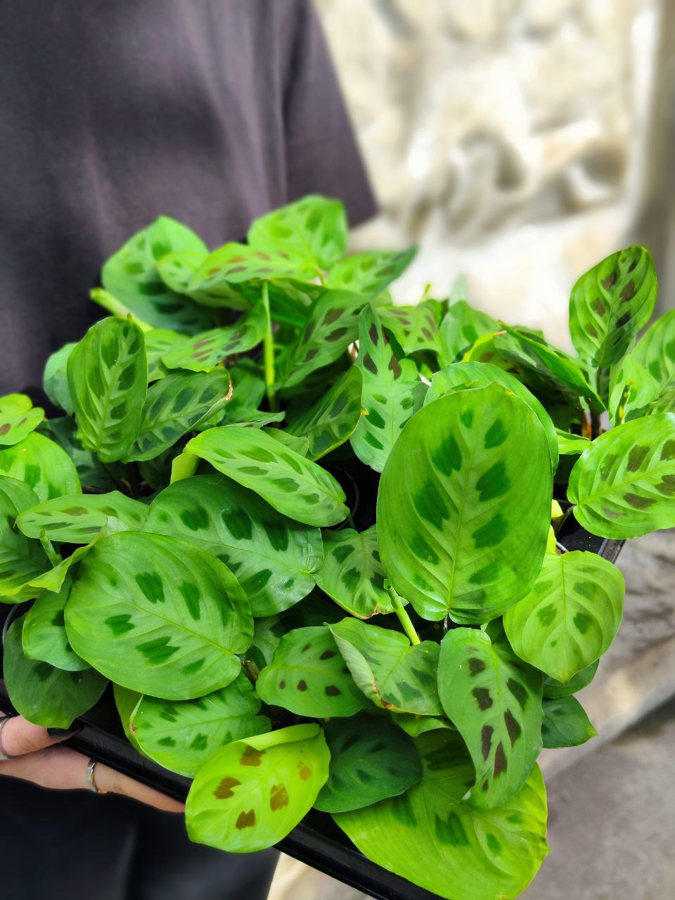 Маранта Керховена (Maranta Kerchoveana) D6см