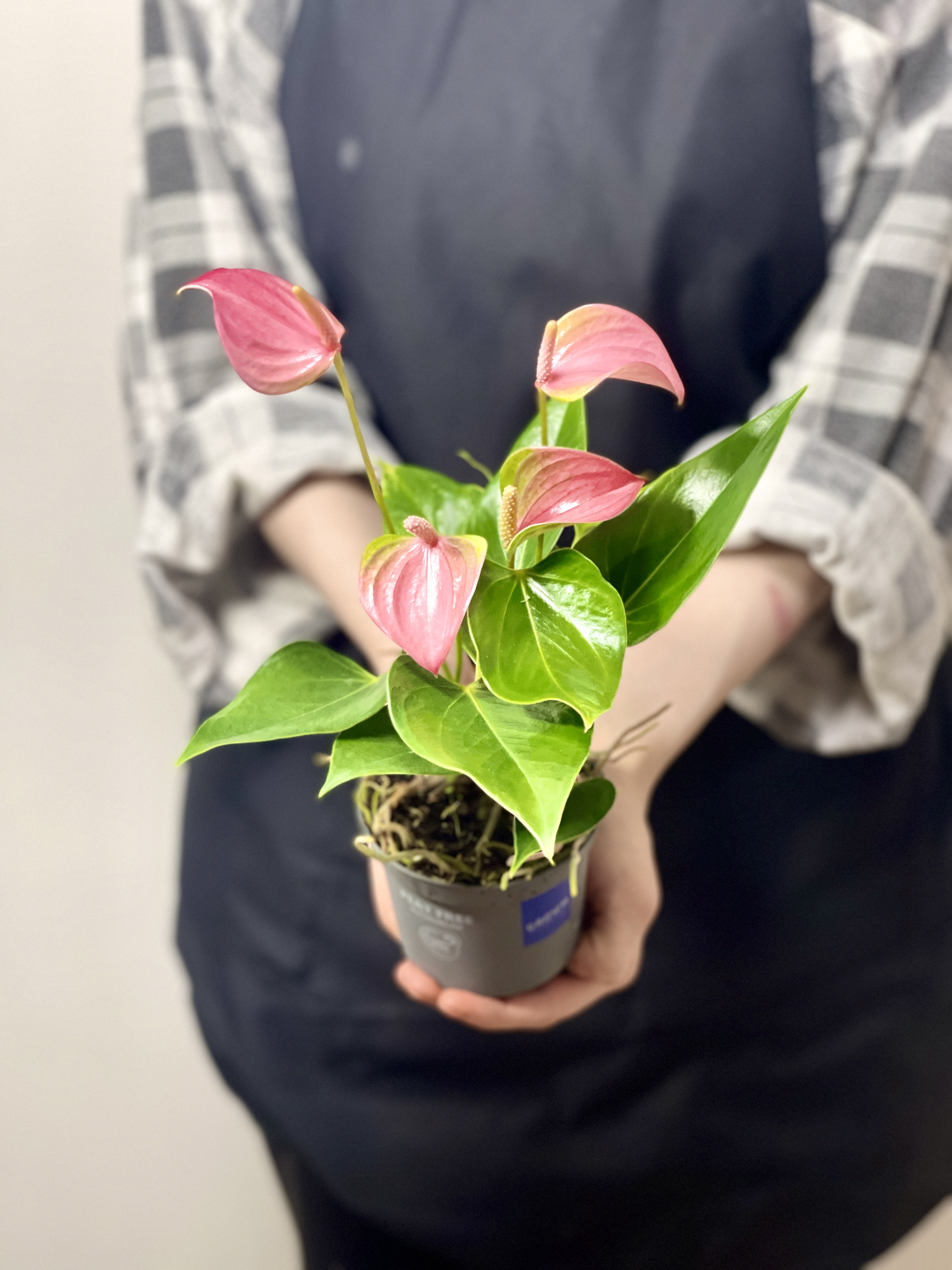 Антуриум Андреанум Карма Джоли (Anthurium Andreanum Karma Joli) D9см
