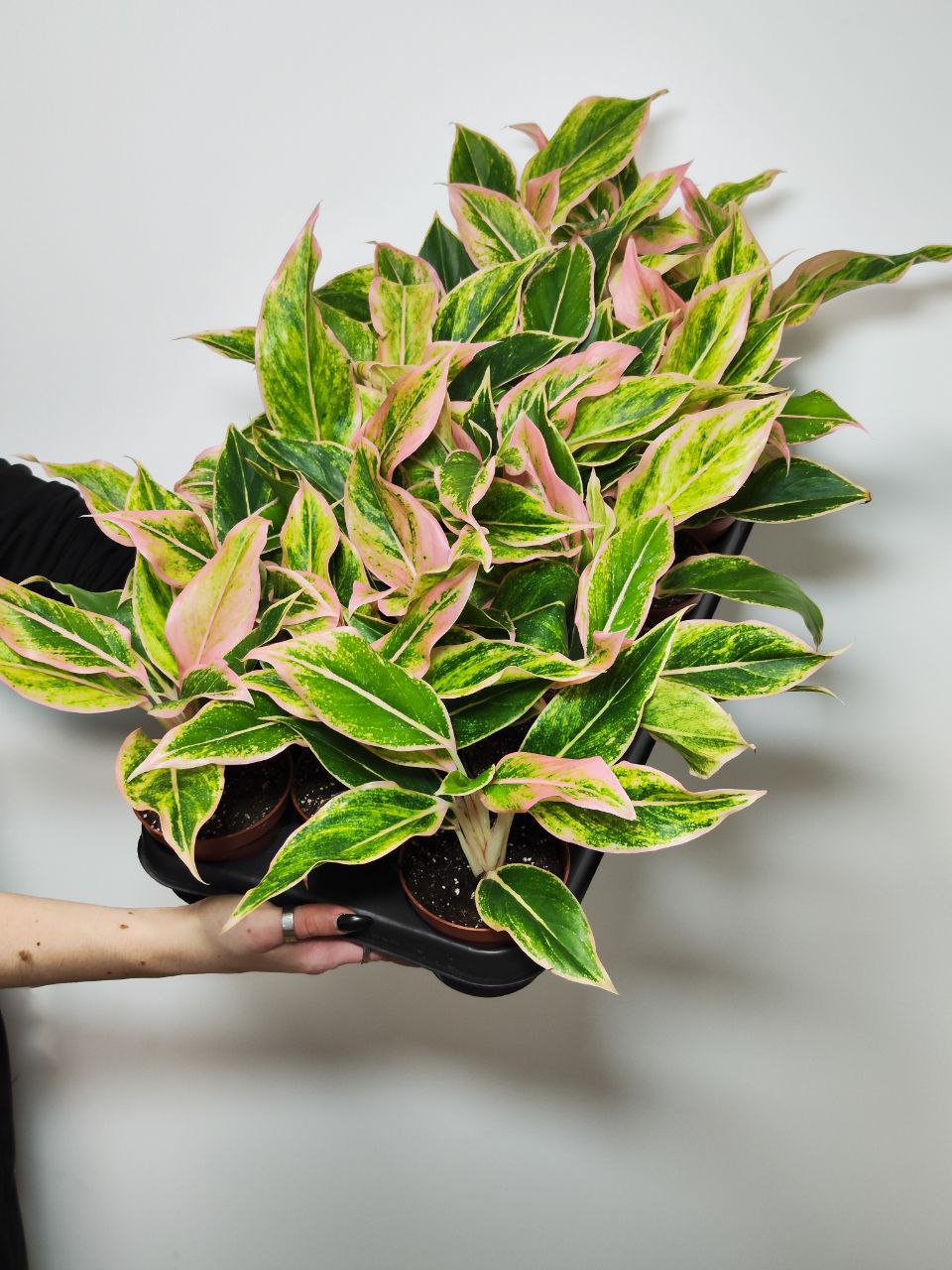 Аглаонема Липстик Пинк (Aglaonema Lipstick Pink) D9см
