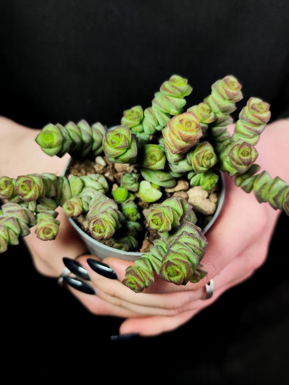 Крассула Марнье (Crassula Marnieriana) D6,5см