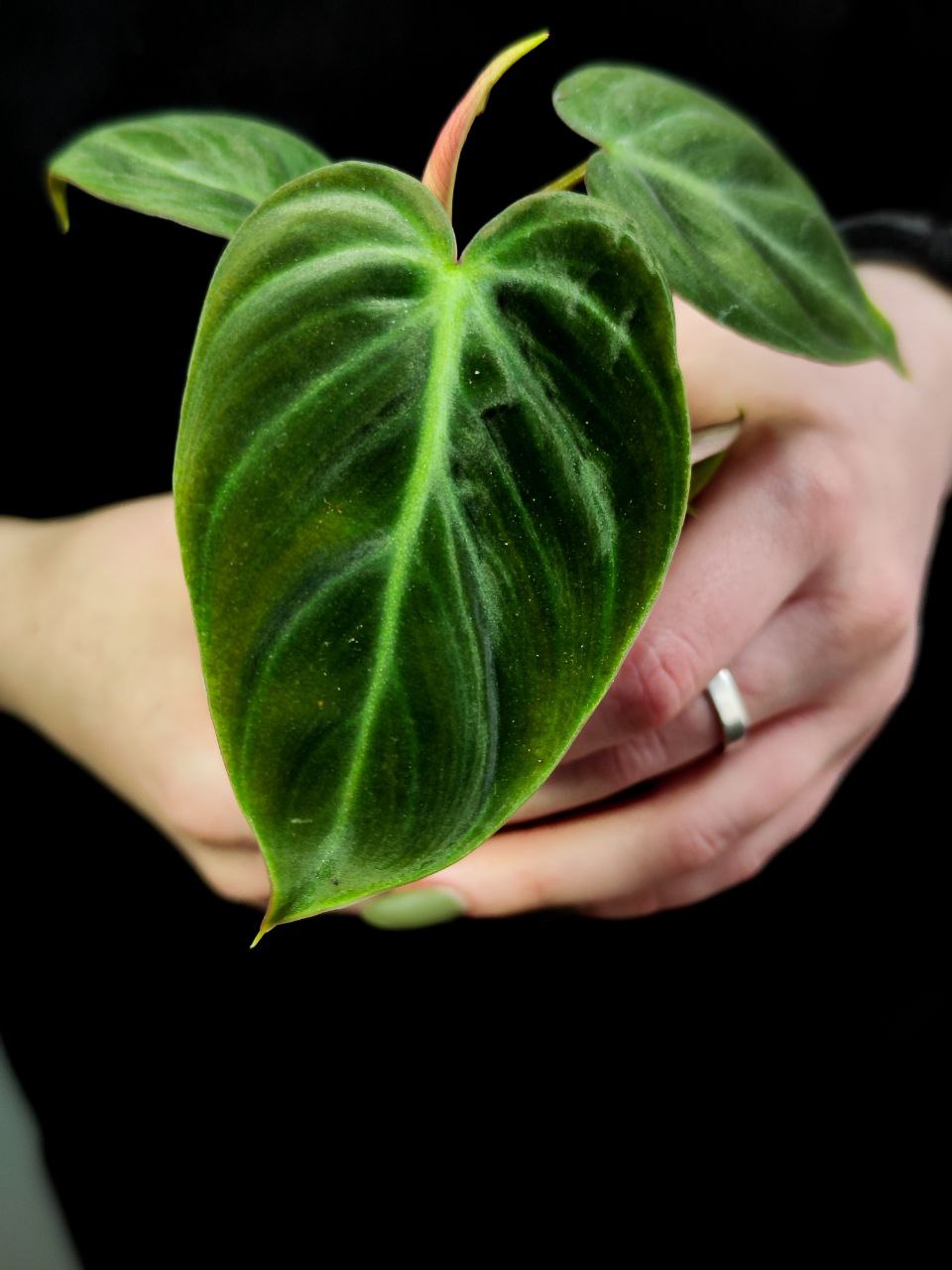Филодендрон Эль Чоко Ред (Philodendron El Choco Red) D6см