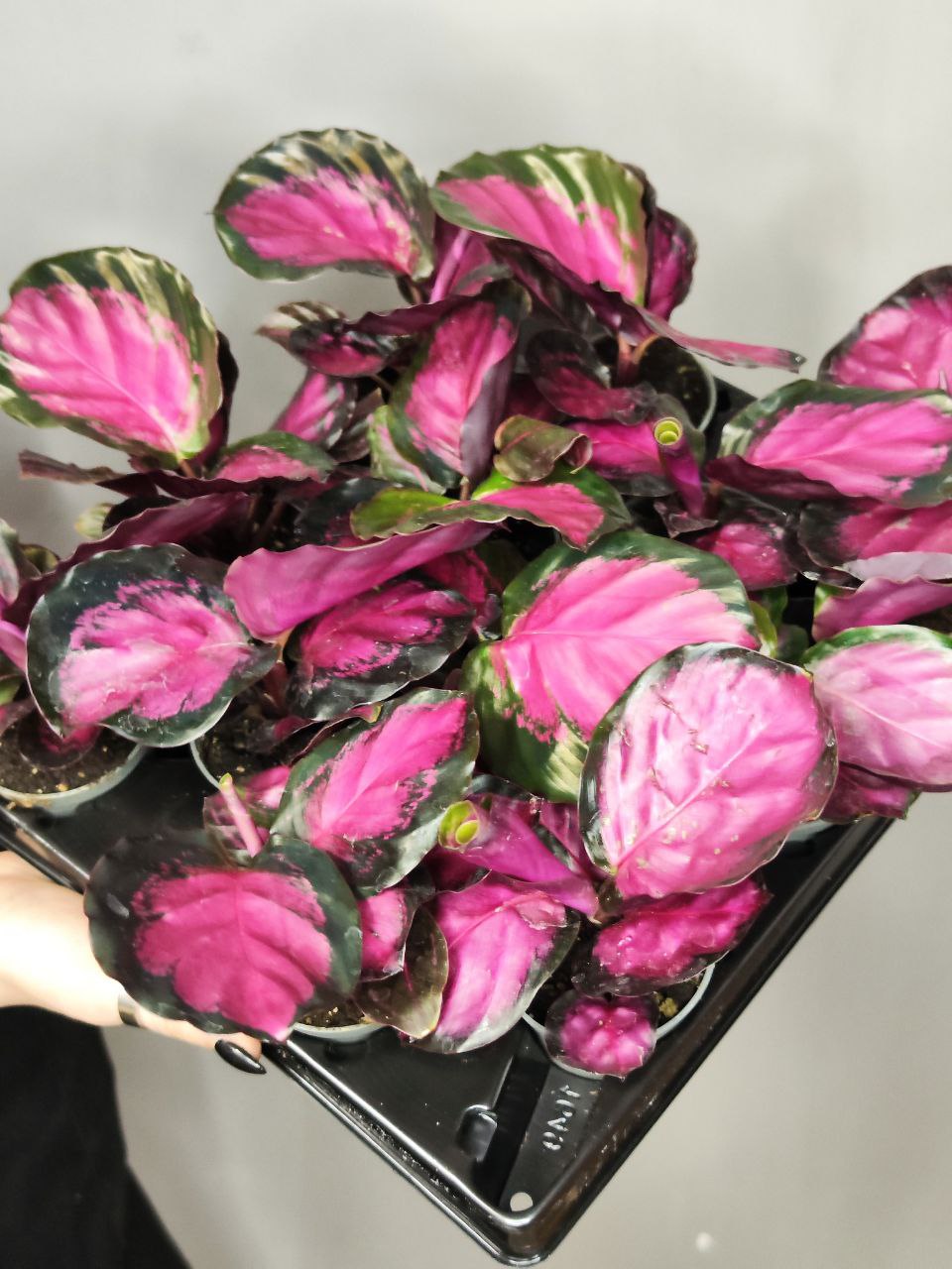 Калатея Розеопикта Кримсон (Calathea Roseopicta Crimson) D6см