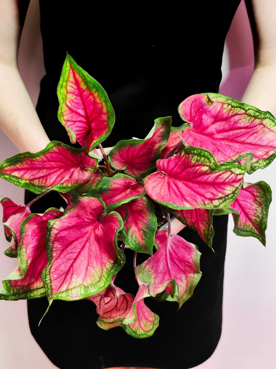 Каладиум Биколор Возлюбленная Флорида (Caladium Bicolor Florida Sweetheart) D12см
