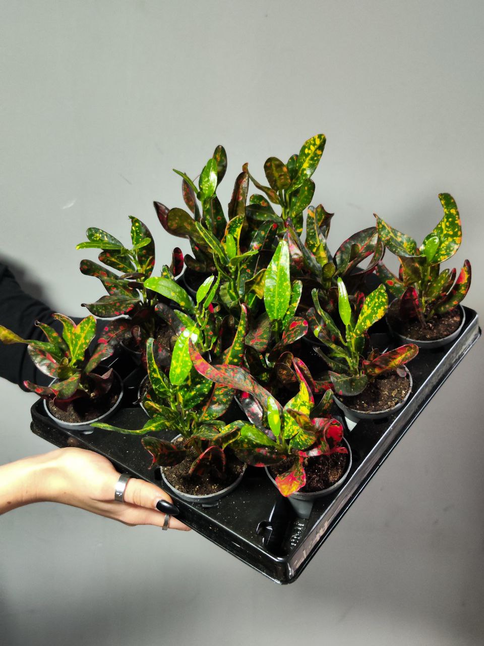 Кодиеум Ред Батик (Codiaeum Red Batik) D6см