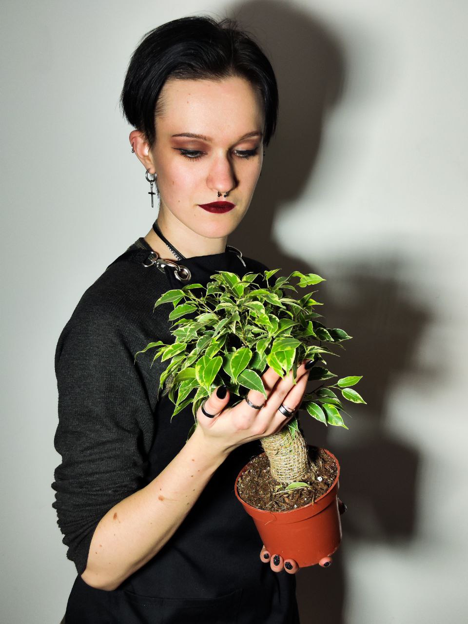 Фикус Бенджамина Кинки (Ficus Benjamina Kinky) D12см