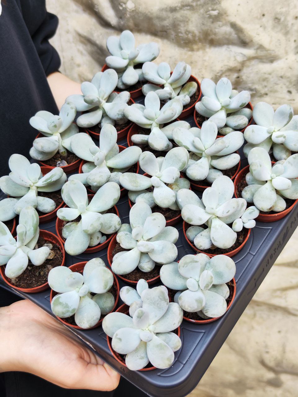 Пахифитум Яйценосный (Pachyphytum Oviferum) D5см