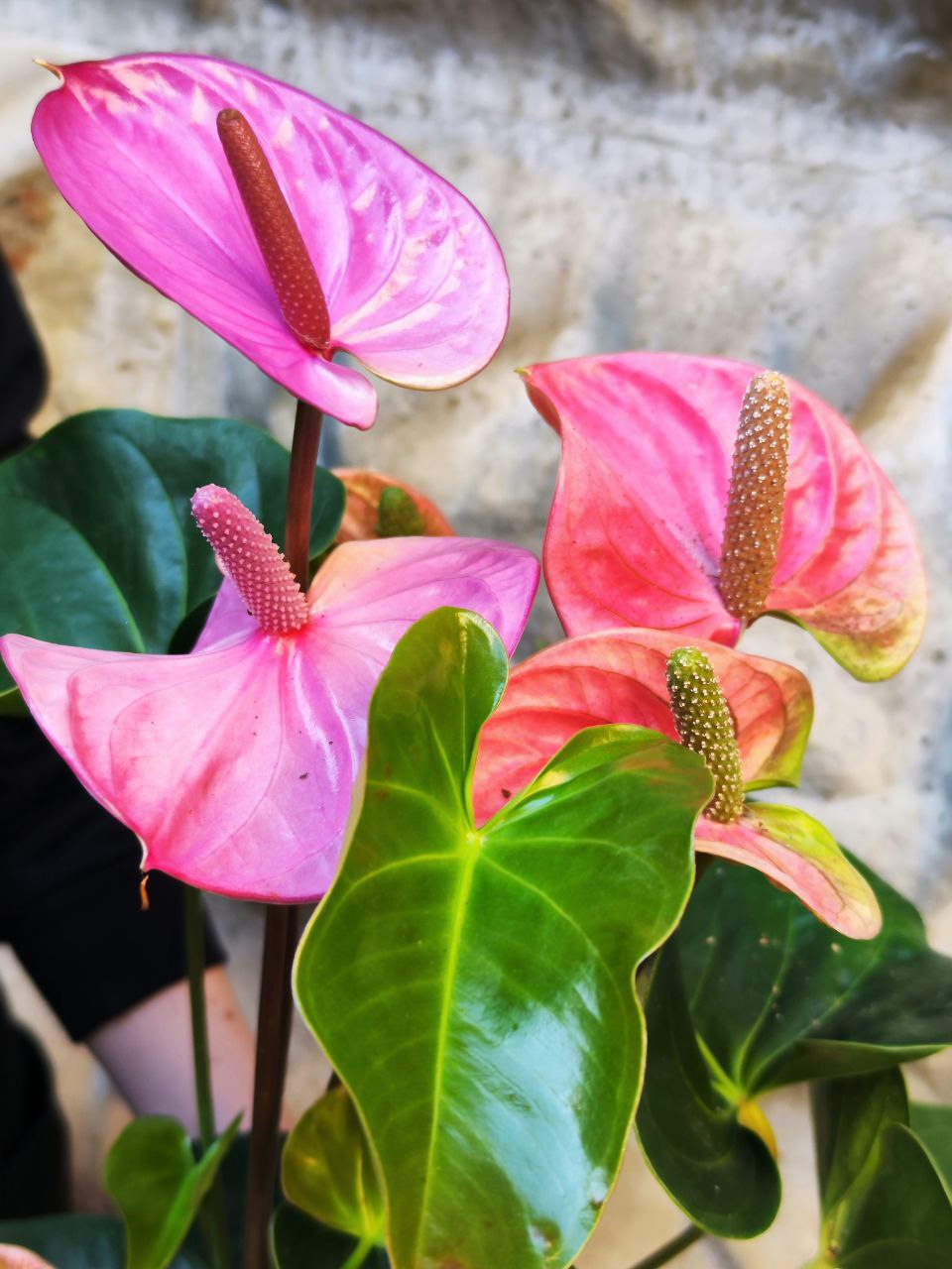 Антуриум Кавалли (Anthurium Cavalli) D14см