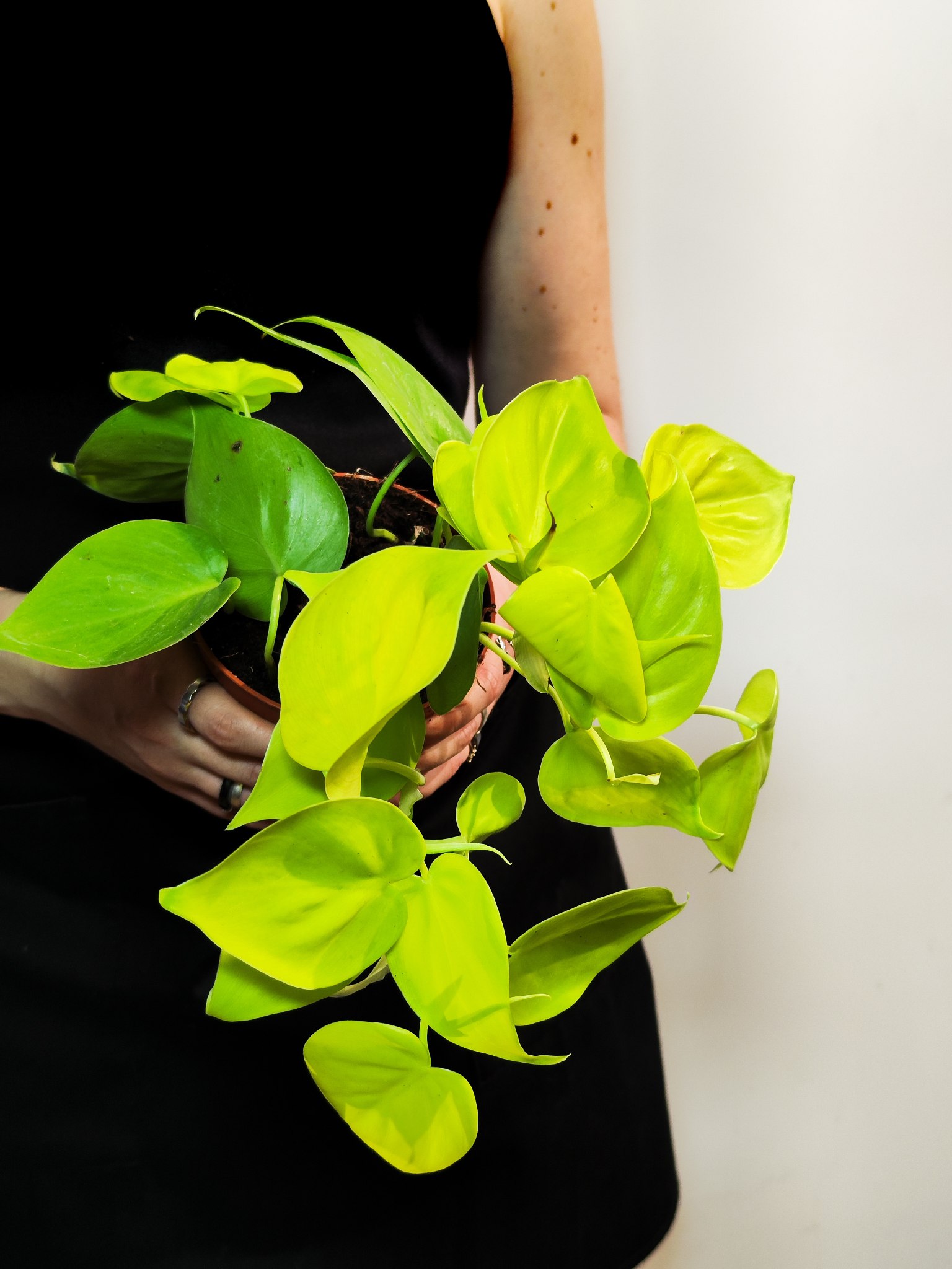 Филодендрон Сканденс Неон Лайм (Philodendron Scandens Neon Lime) D12см