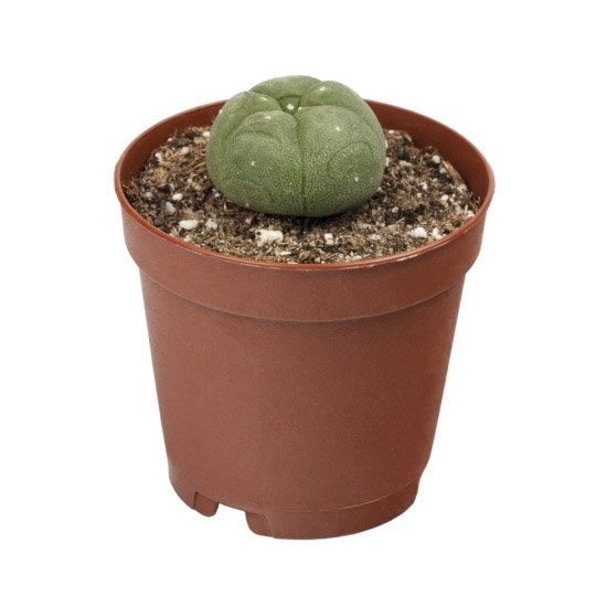 Кактус Лофофора Уильямса (Lophophora Williamsii) D5см