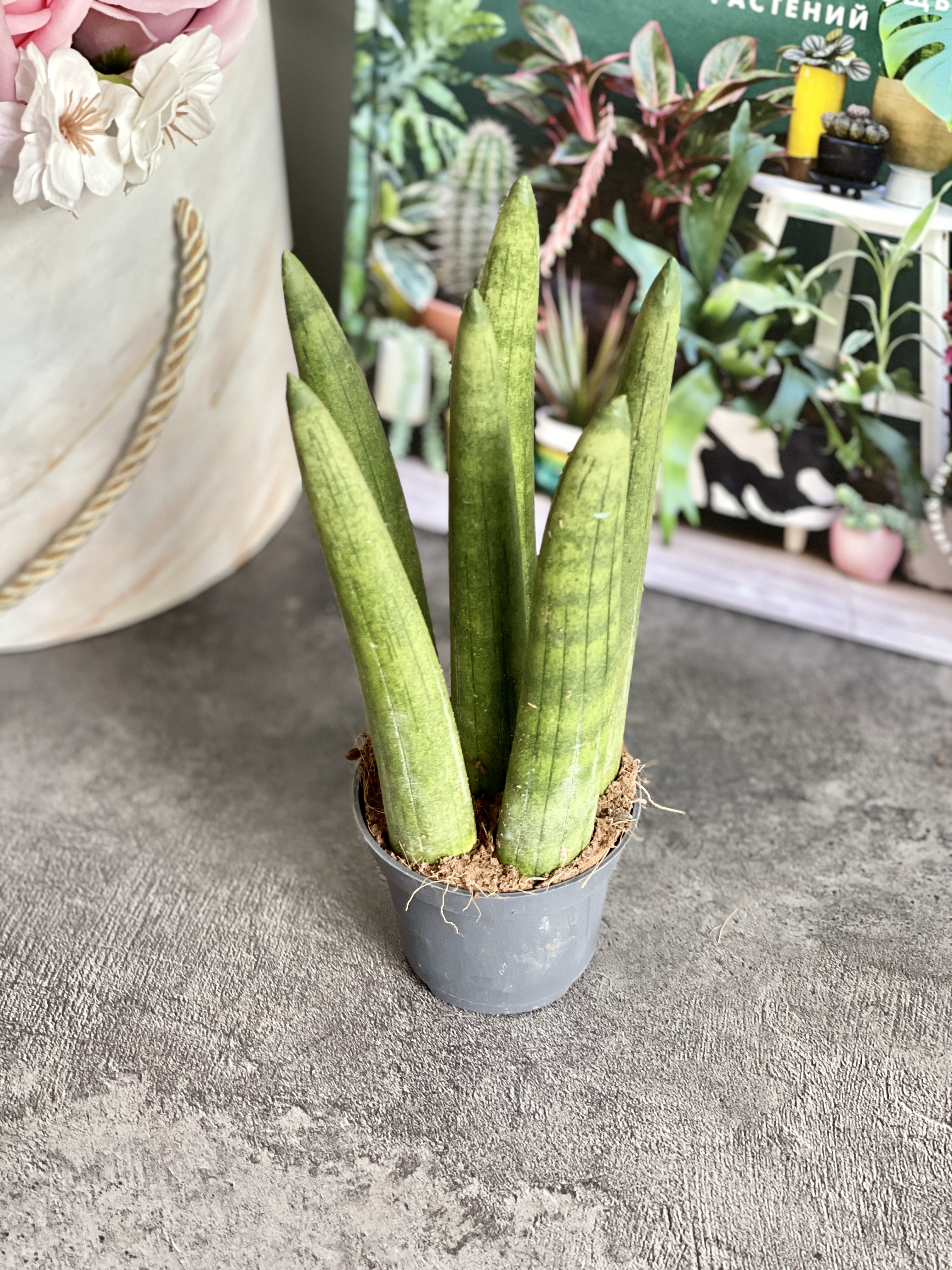Сансевиерия Цилиндрика Стрейт (Sansevieria Cylindrica Straight) D6см