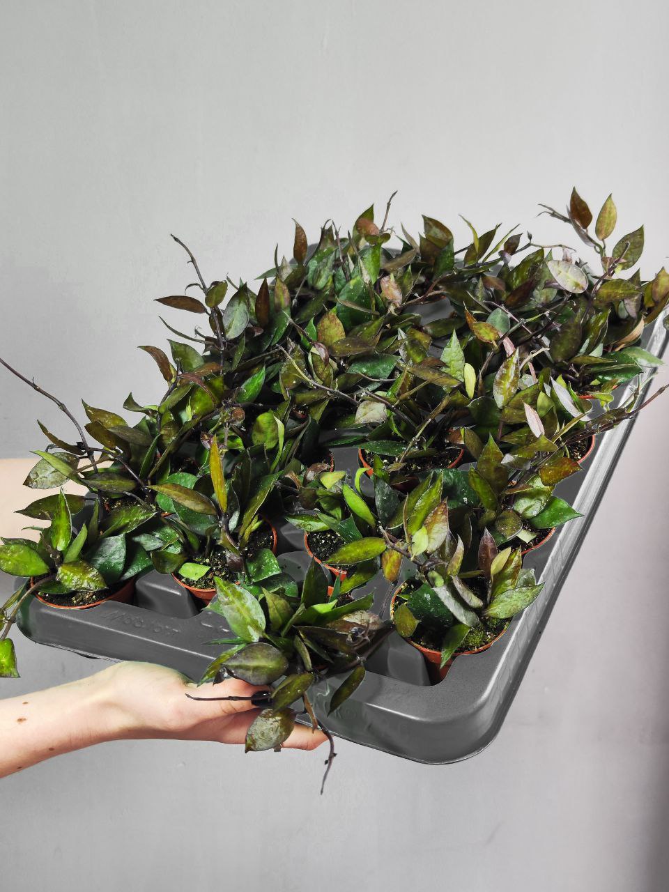 Хойя Крониана Блэк Ливс (Hoya Krohniana Black Leaves) D6см
