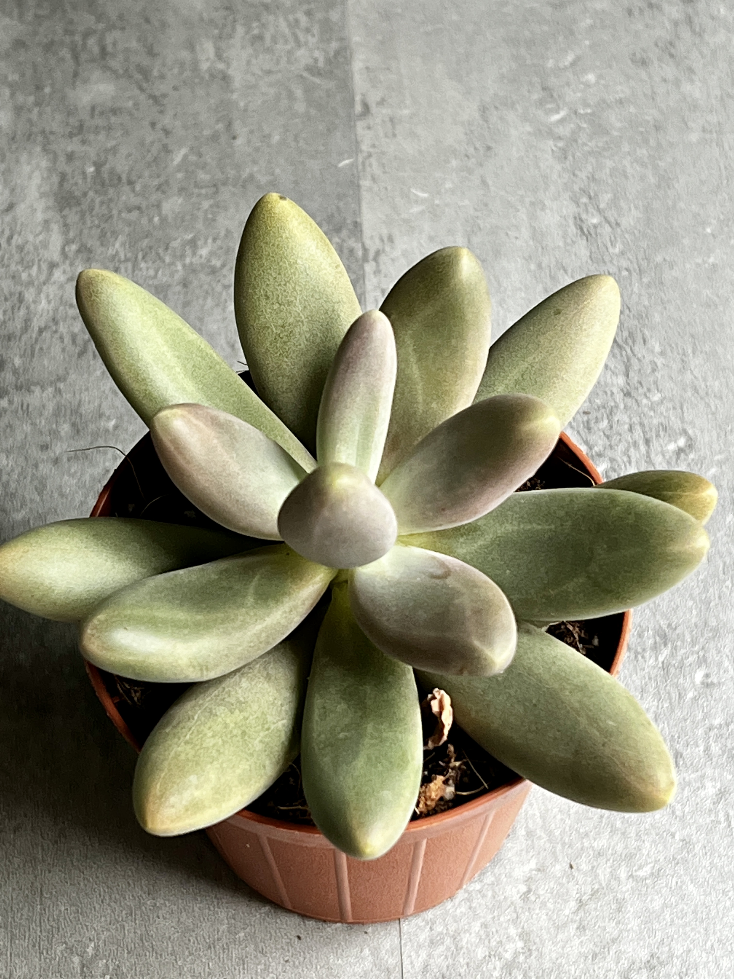 Пахифитум Даймонд (Pachyphytum Diamond) D8см