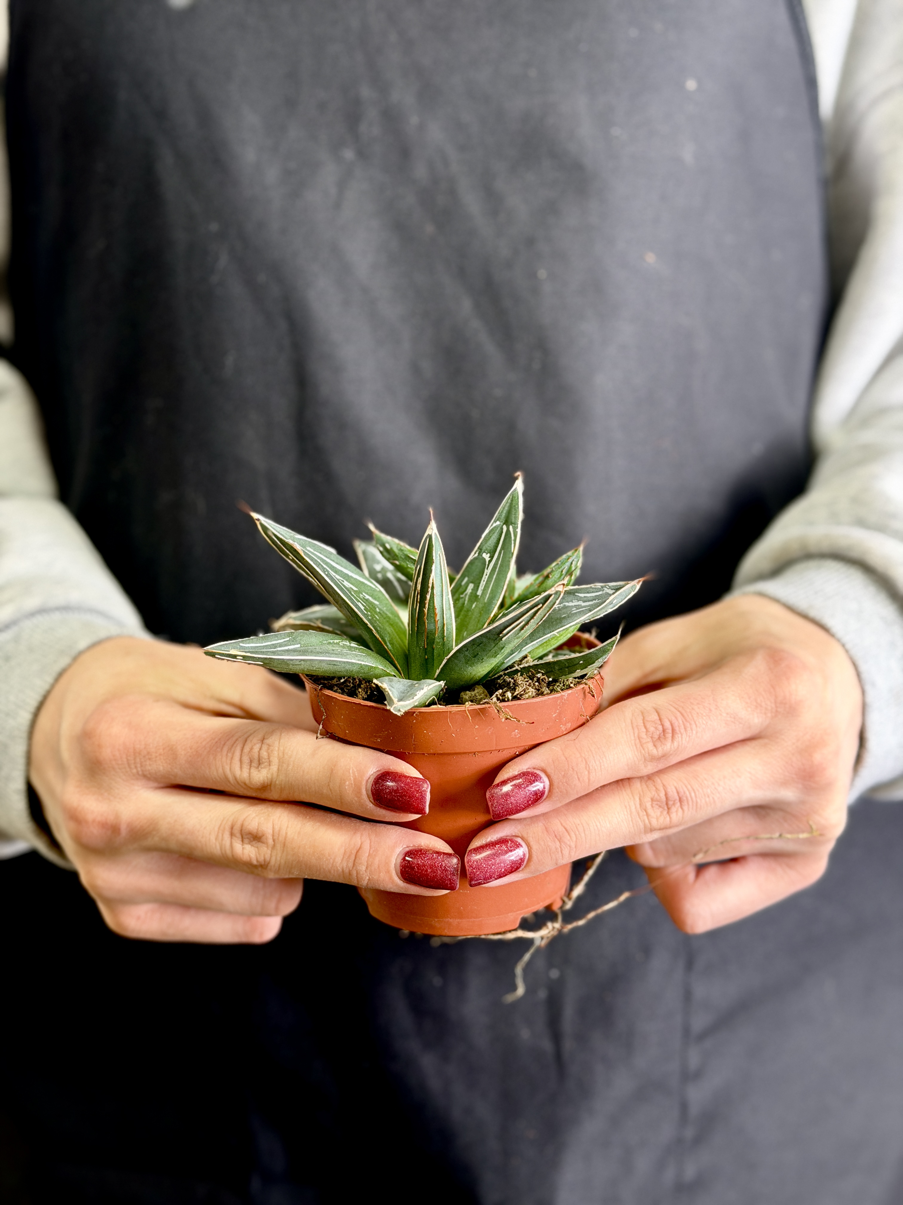 Агава Королевы Виктории (Agave Victoriae-Reginae) D8,5см