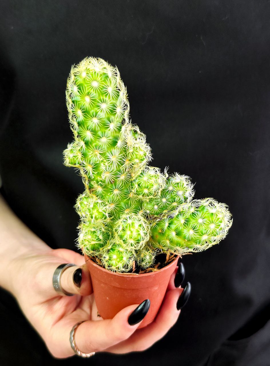 Кактус Маммиллярия Элоганта, или Удлиненная (Cactus Elongata) D5см