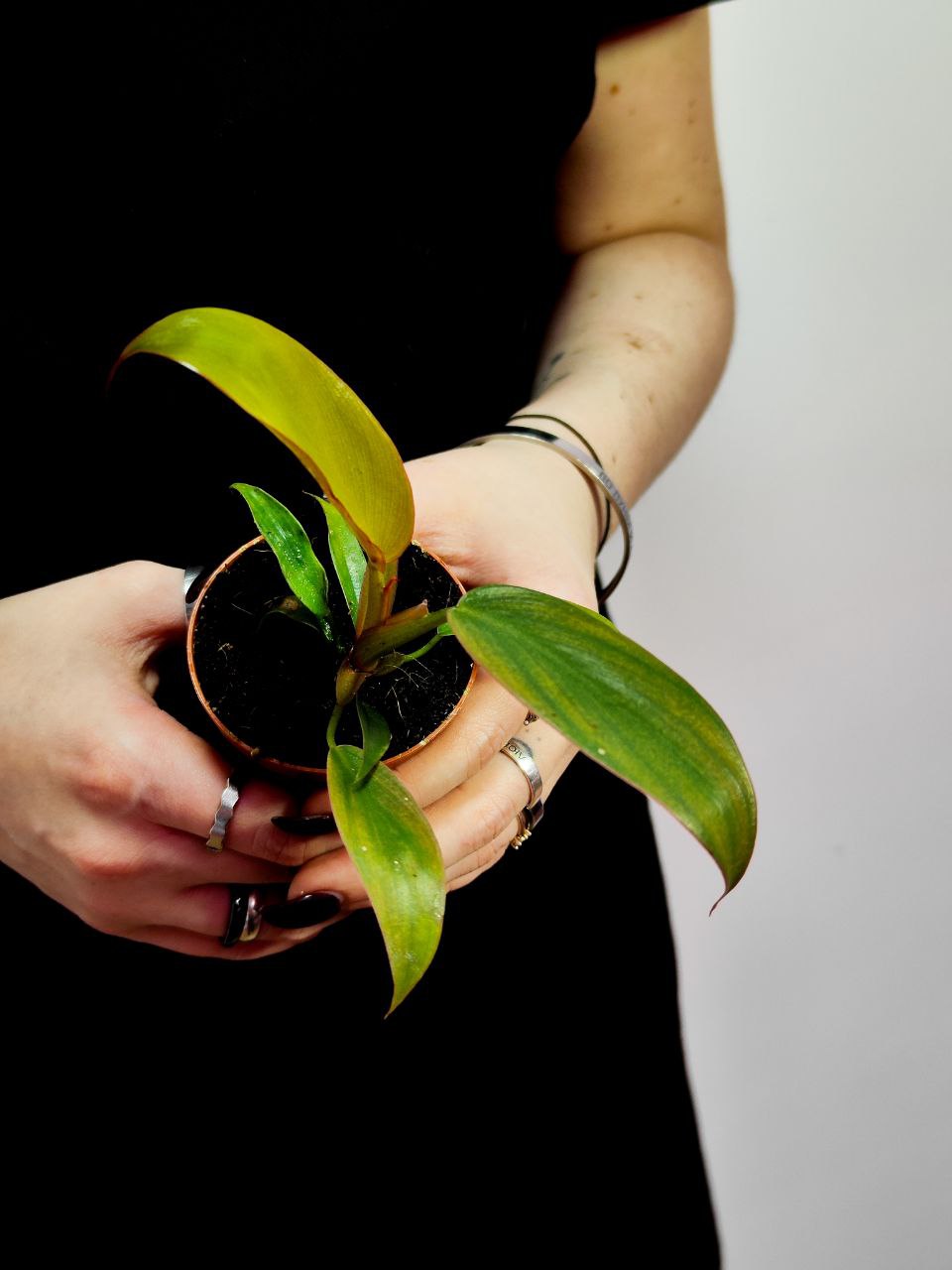 Филодендрон Флорида Бронз (Philodendron Florida Bronze) D6см