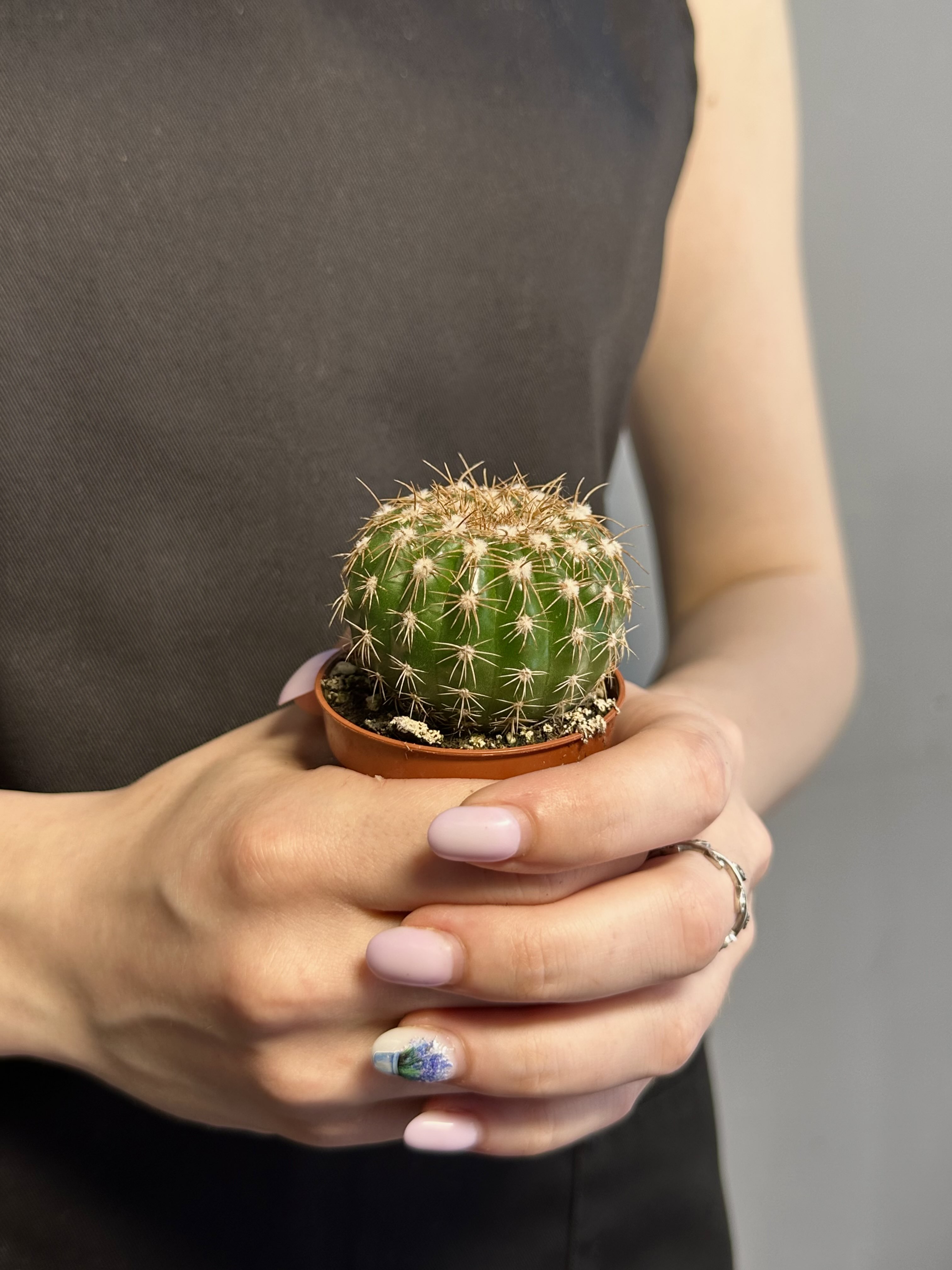 Нотокактус Юбельмана (Notocactus Uebelmaniana) D5см