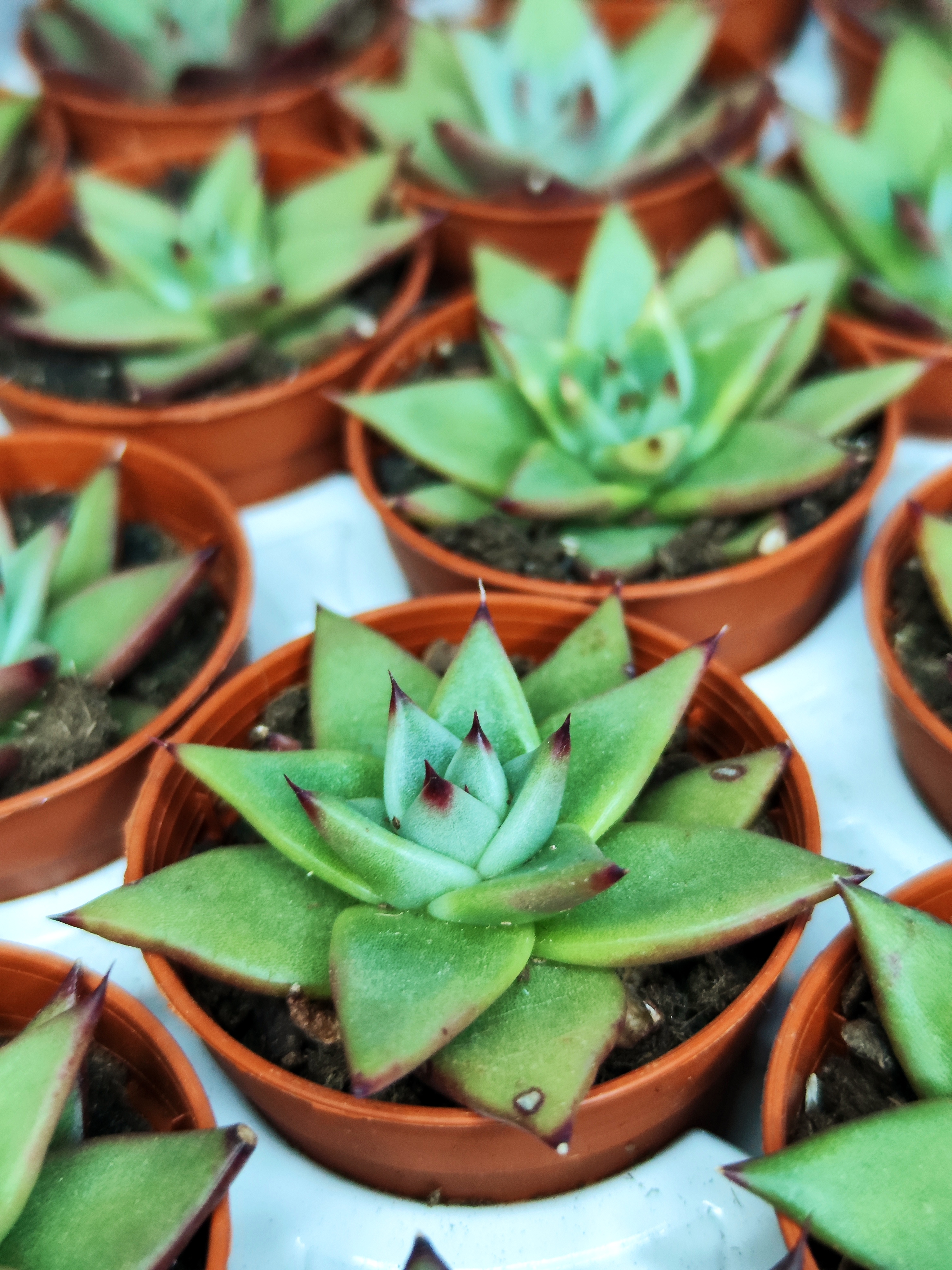 Эхеверия «Агавоидес Эбони» (Echeveria Agavoides Ebony) D5см