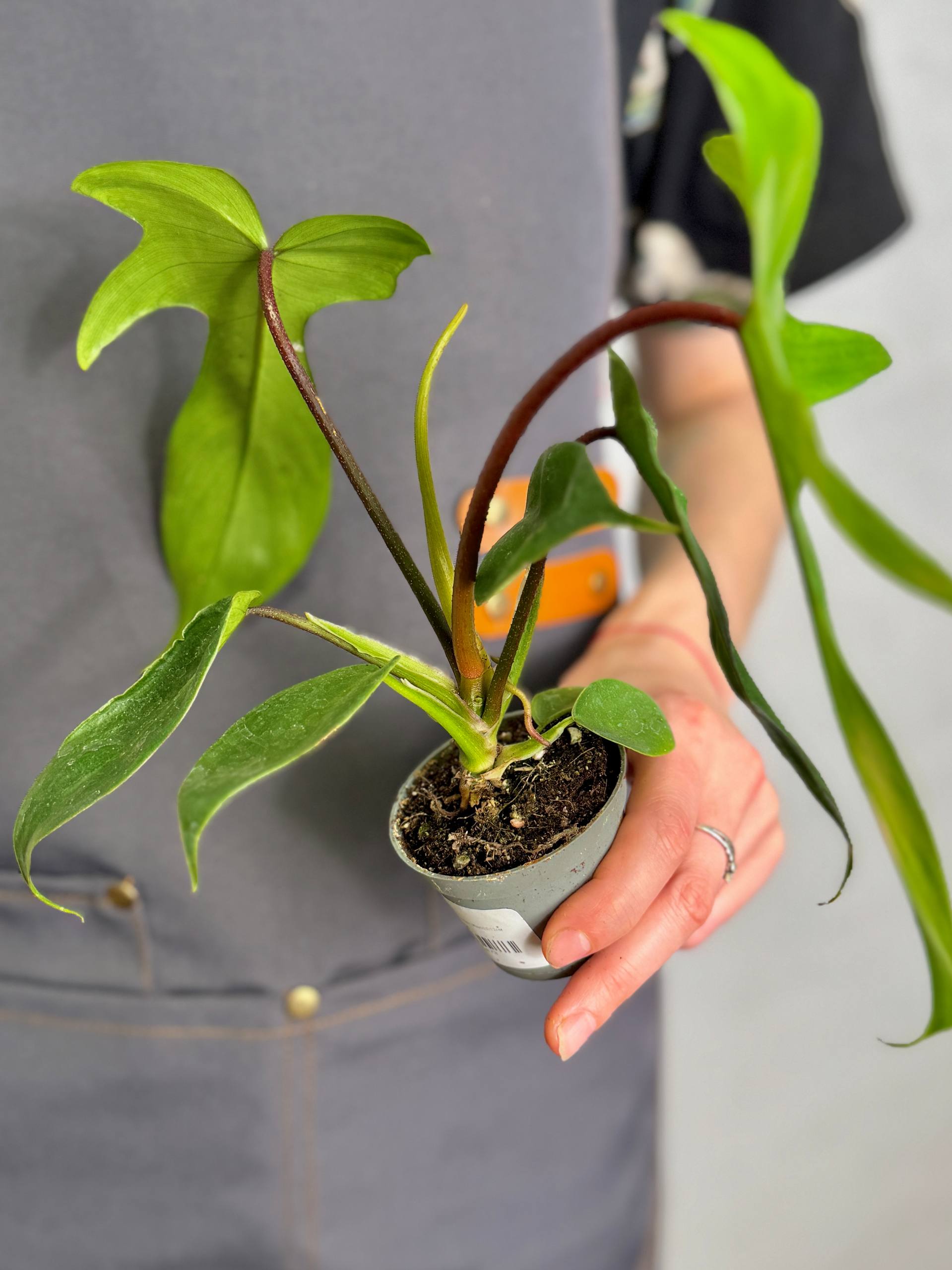 Филодендрон Майо (Philodendron Mayoi) D6см