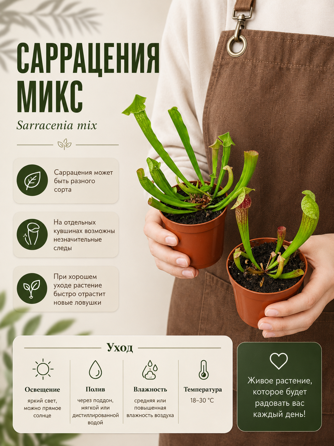 Саррацения микс уцен. (Sarracenia mix) D9см