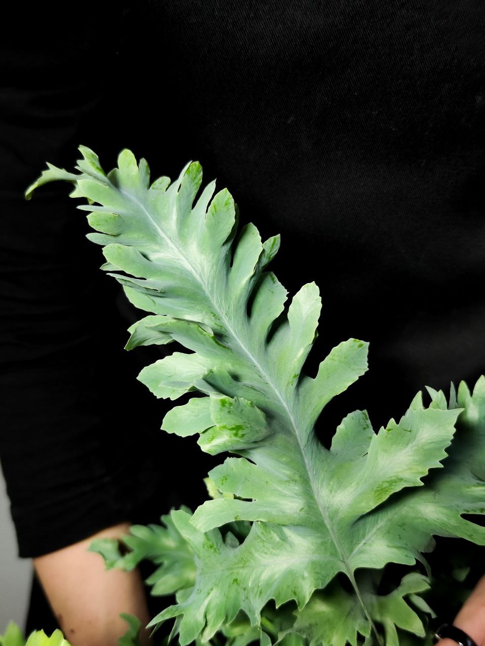 Флебодиум Давана (Phlebodium Davana) D12см