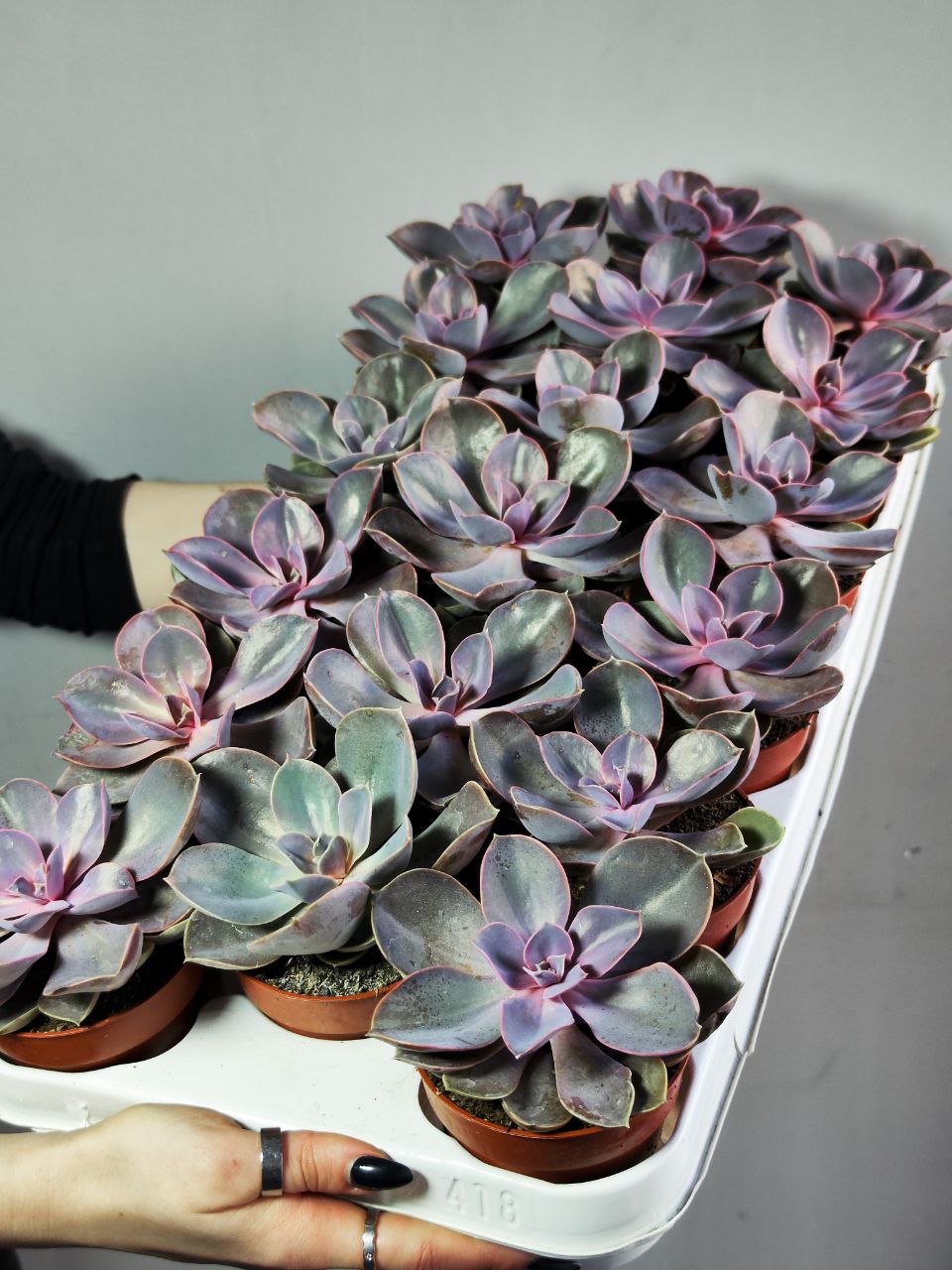 Эхеверия Ред Скай (Echeveria Red Sky) D8см