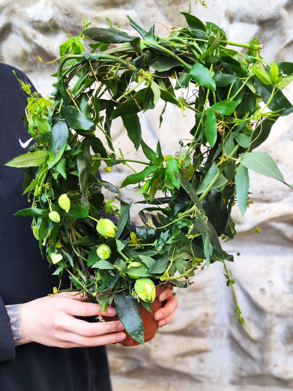 Пассифлора, или Маракуйя (Passiflora Monique Klemann) D13см
