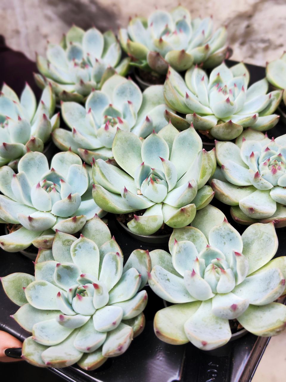 Эхеверия Парва (Echeveria Parva) D5см