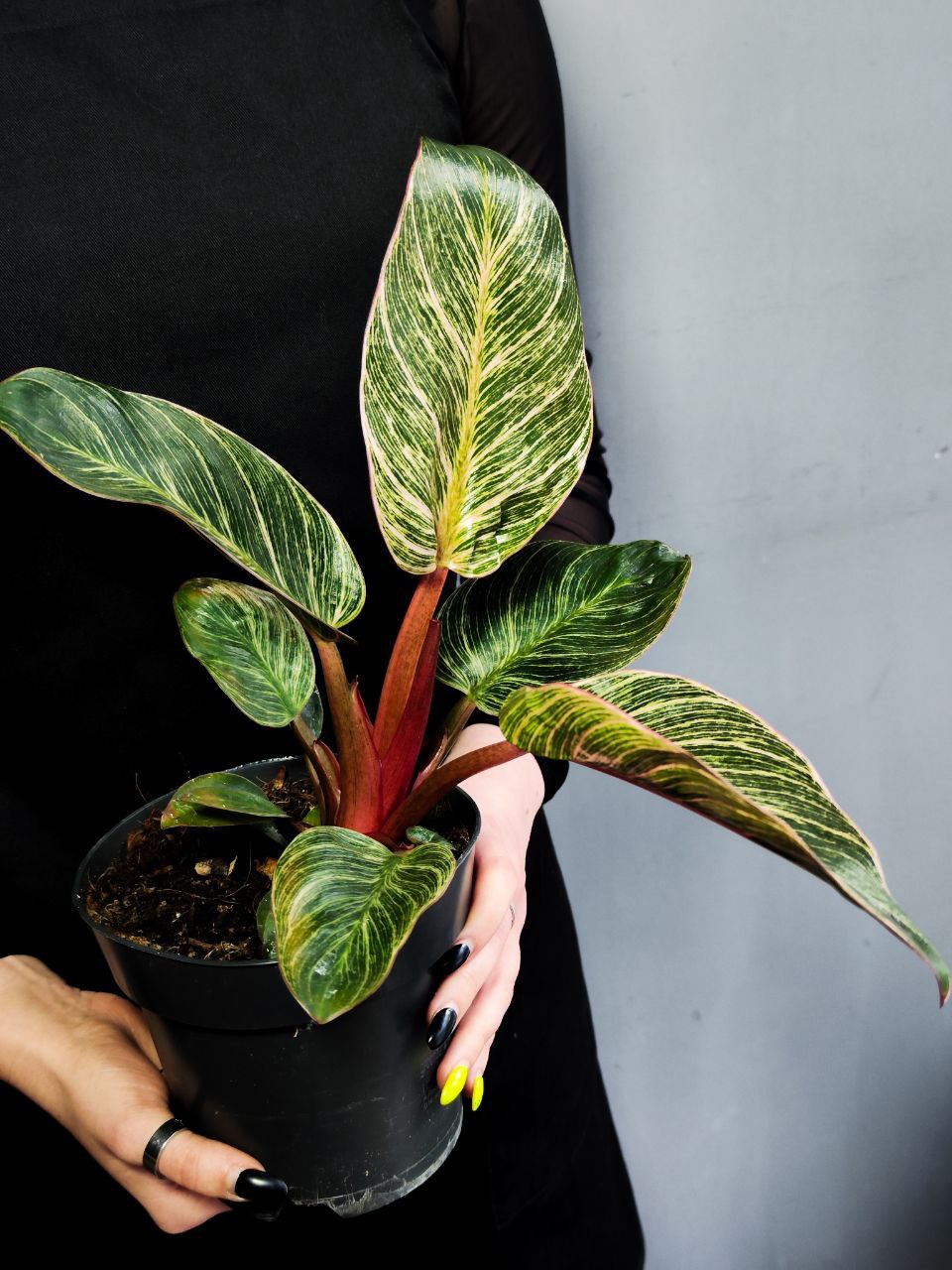 Филодендрон Пинк Биркин (Philodendron Pink Birkin) D14см
