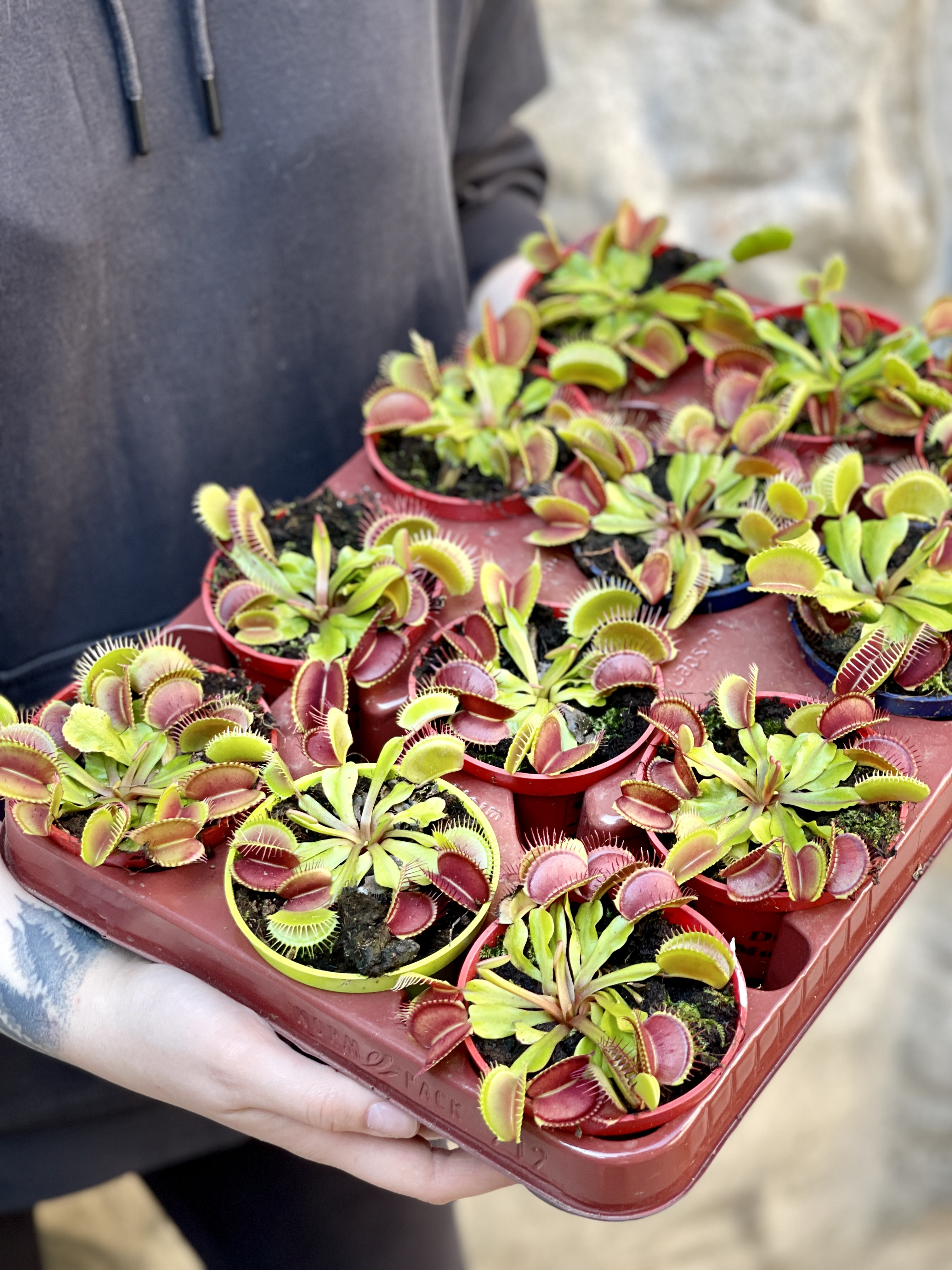 Венерина Мухоловка (Dionaea Muscipula) D9см