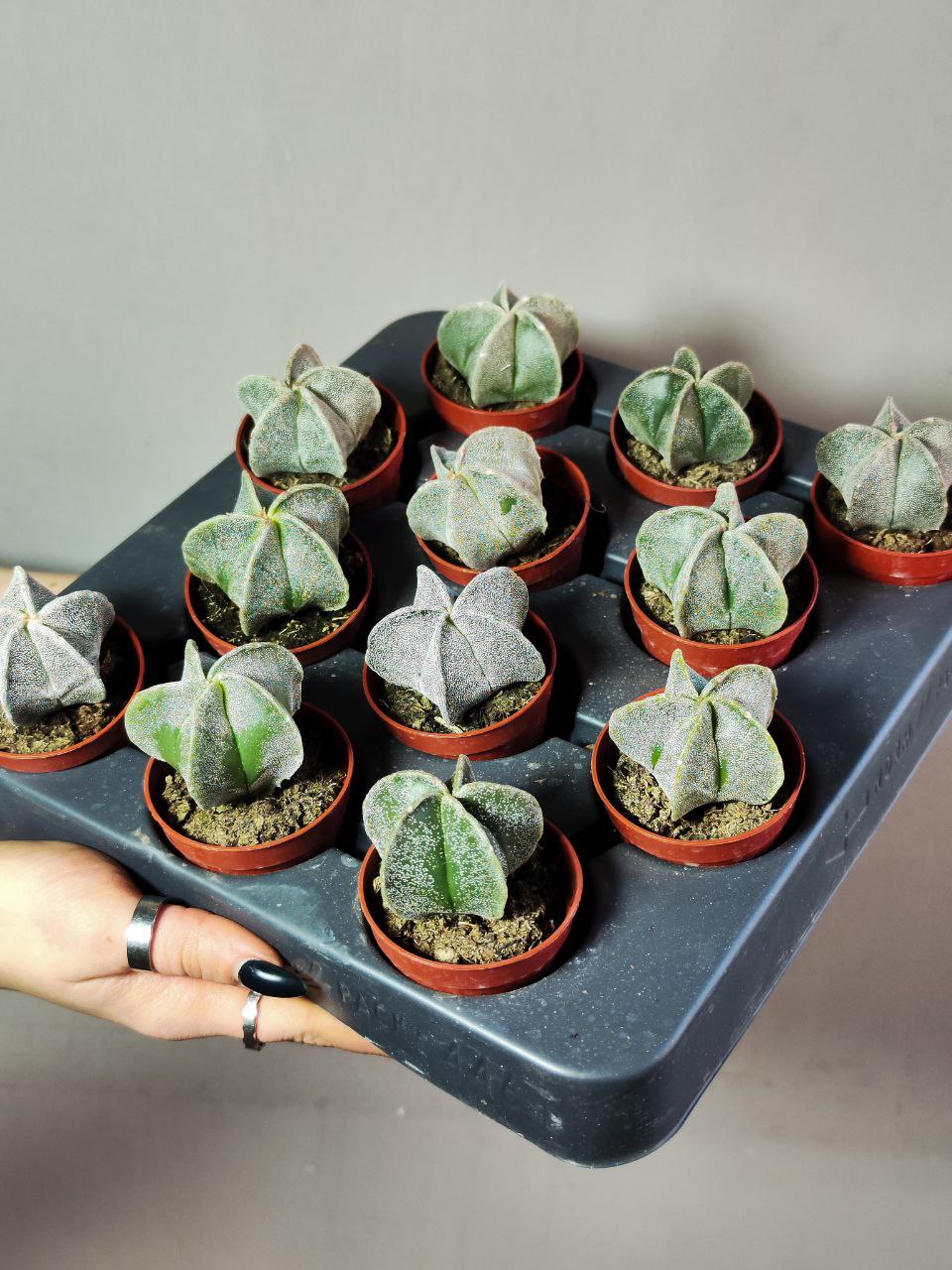 Астрофитум Многорыльцевый (Astrophytum Myriostigma) D5см