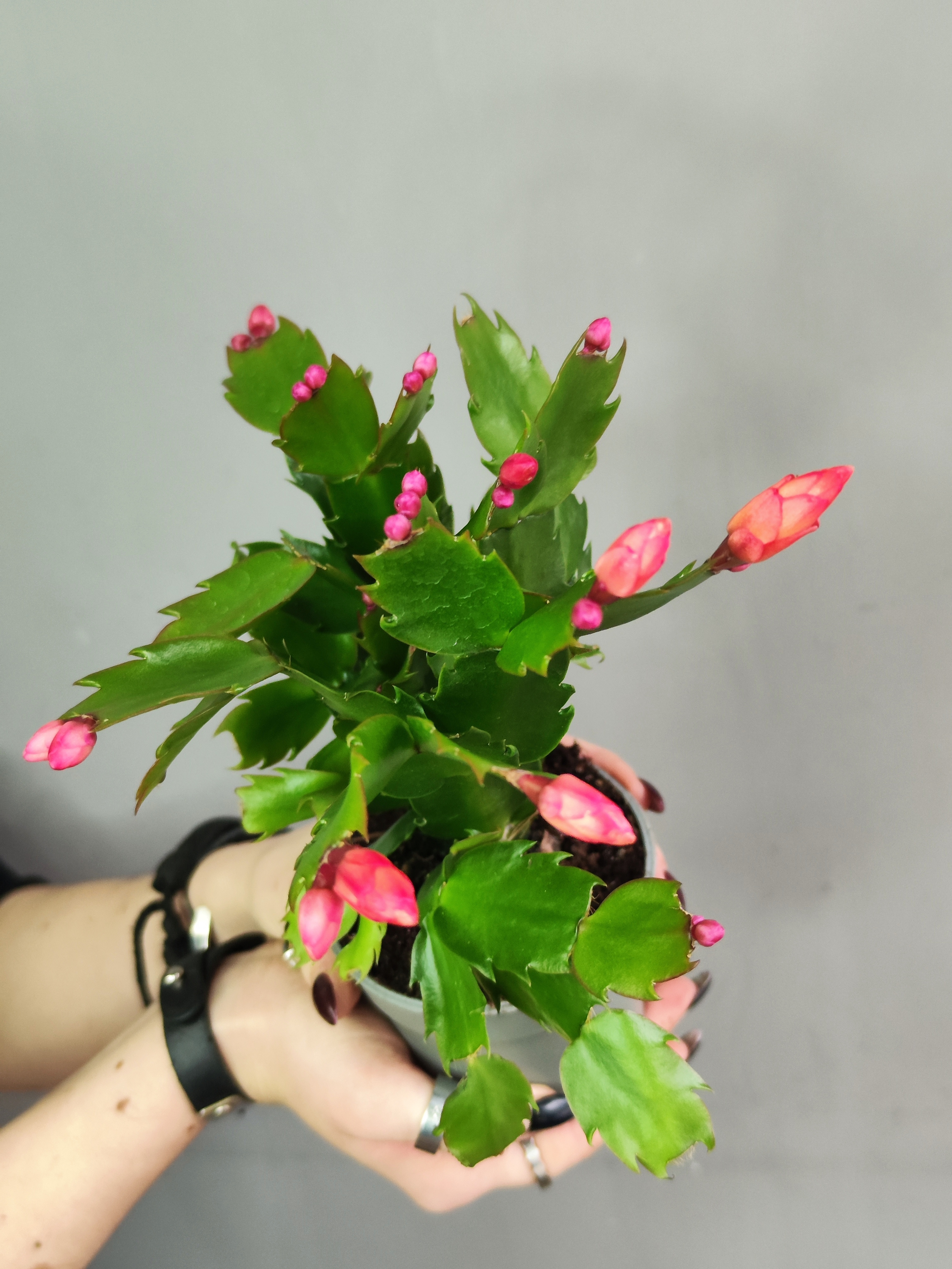 Декабрист Оранжевый, или Шлюмбергера (Schlumbergera Tendenza Orange) D9см