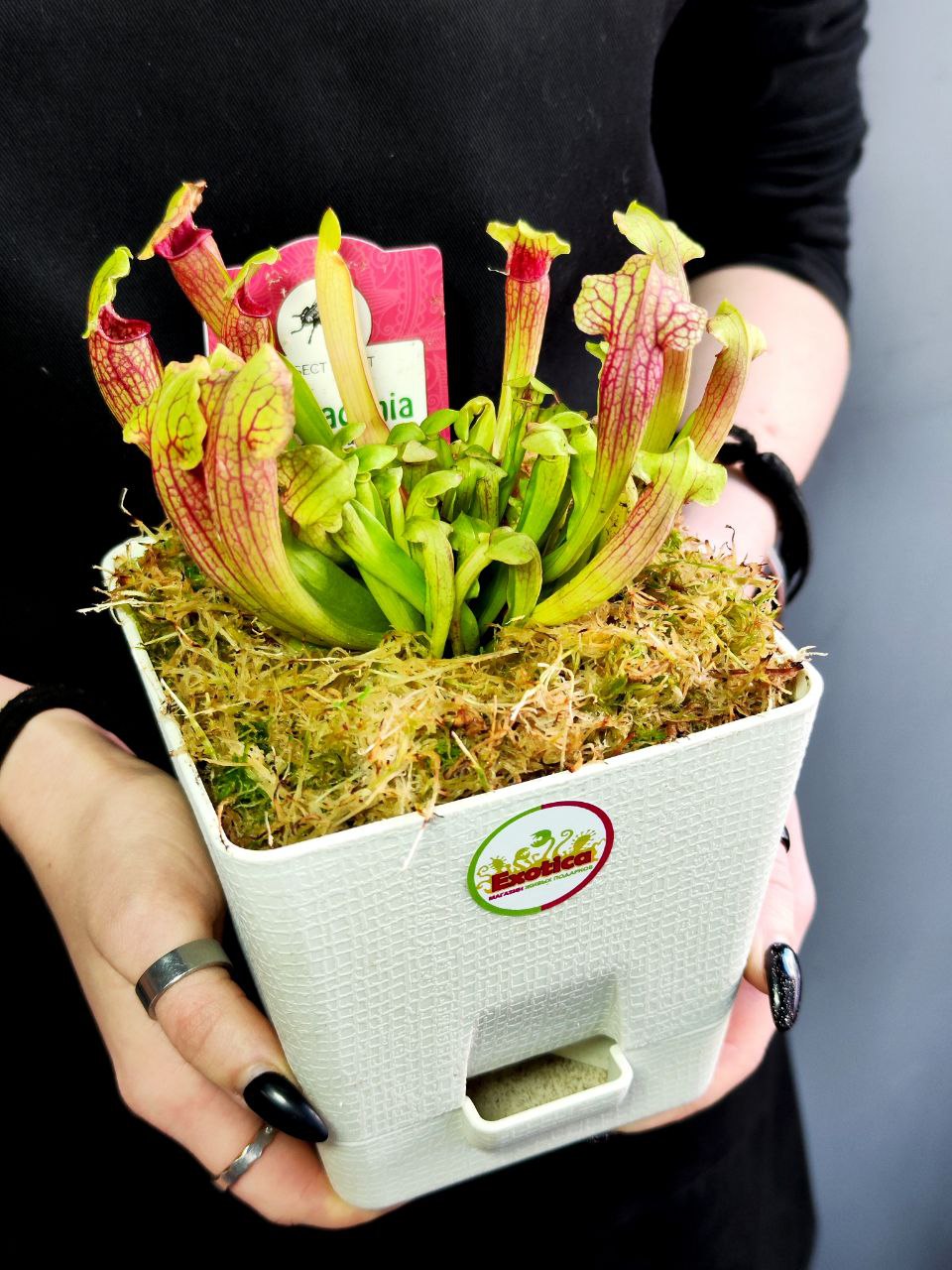 Саррацения Фиона (Sarracenia Philadelphia) пересаженная D12см