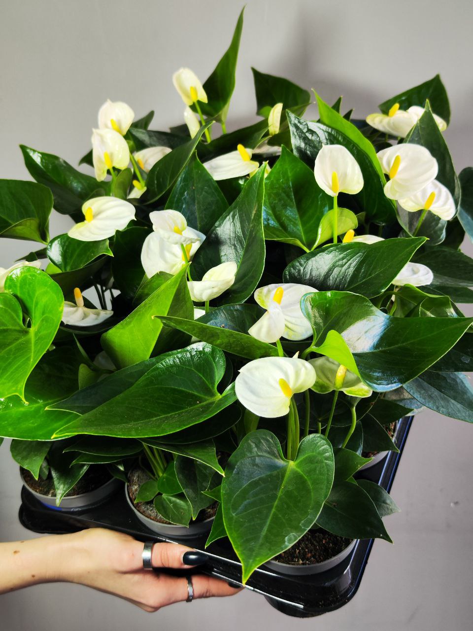 Антуриум Андре Вайт (Белый) (Anthurium Аndraeanum White) D9см