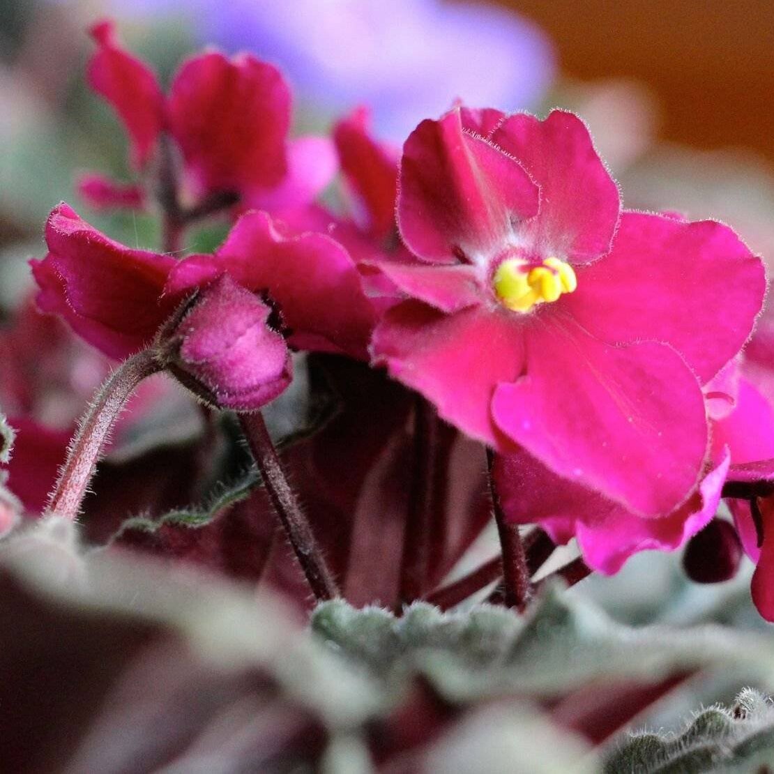 Сенполия Фуксия, или Фиалка (Saintpaulia Fuchsia) D10см
