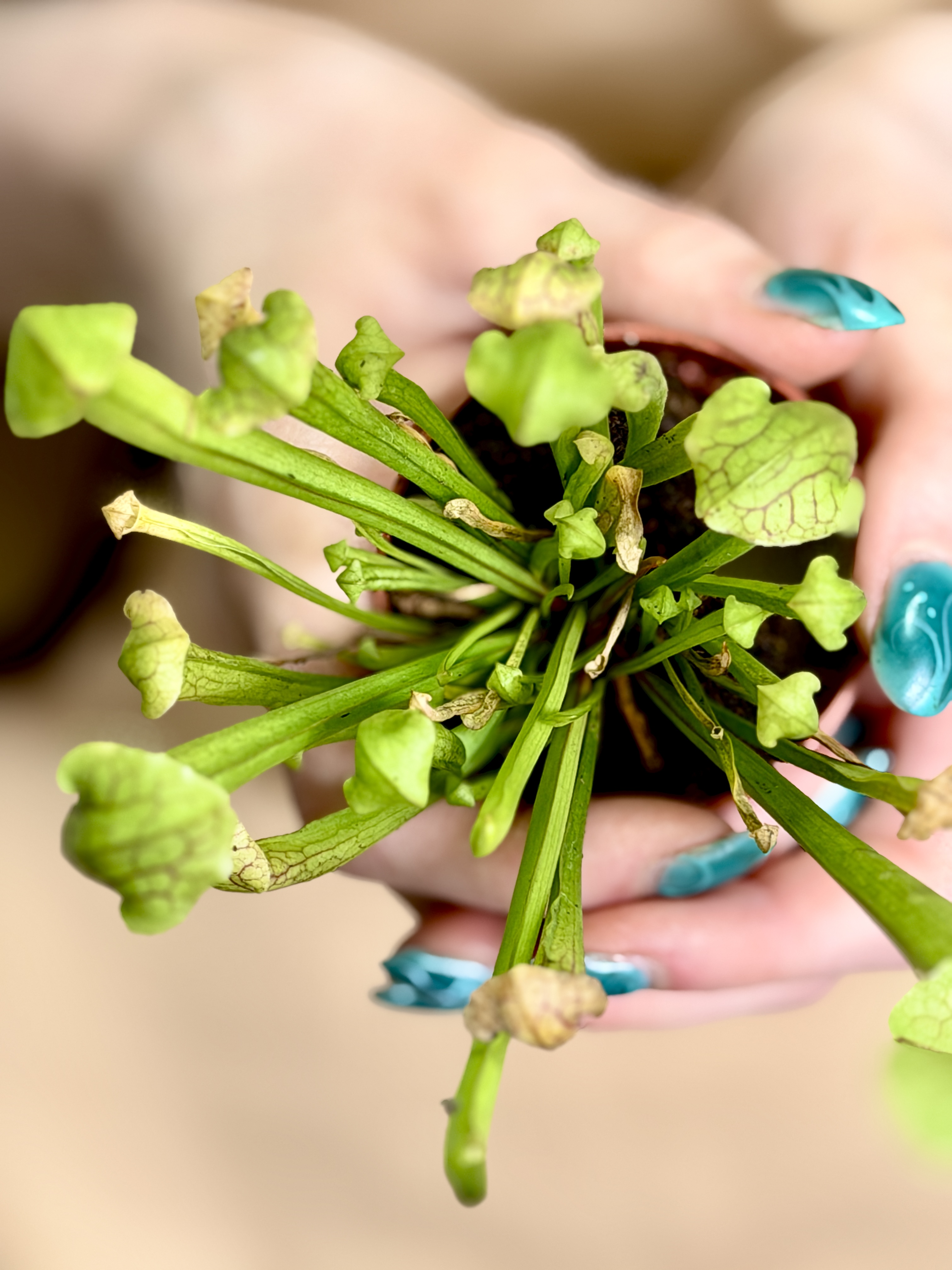 Саррацения Катесбай Мини (Sarracenia Catesbaei Mini) D5см