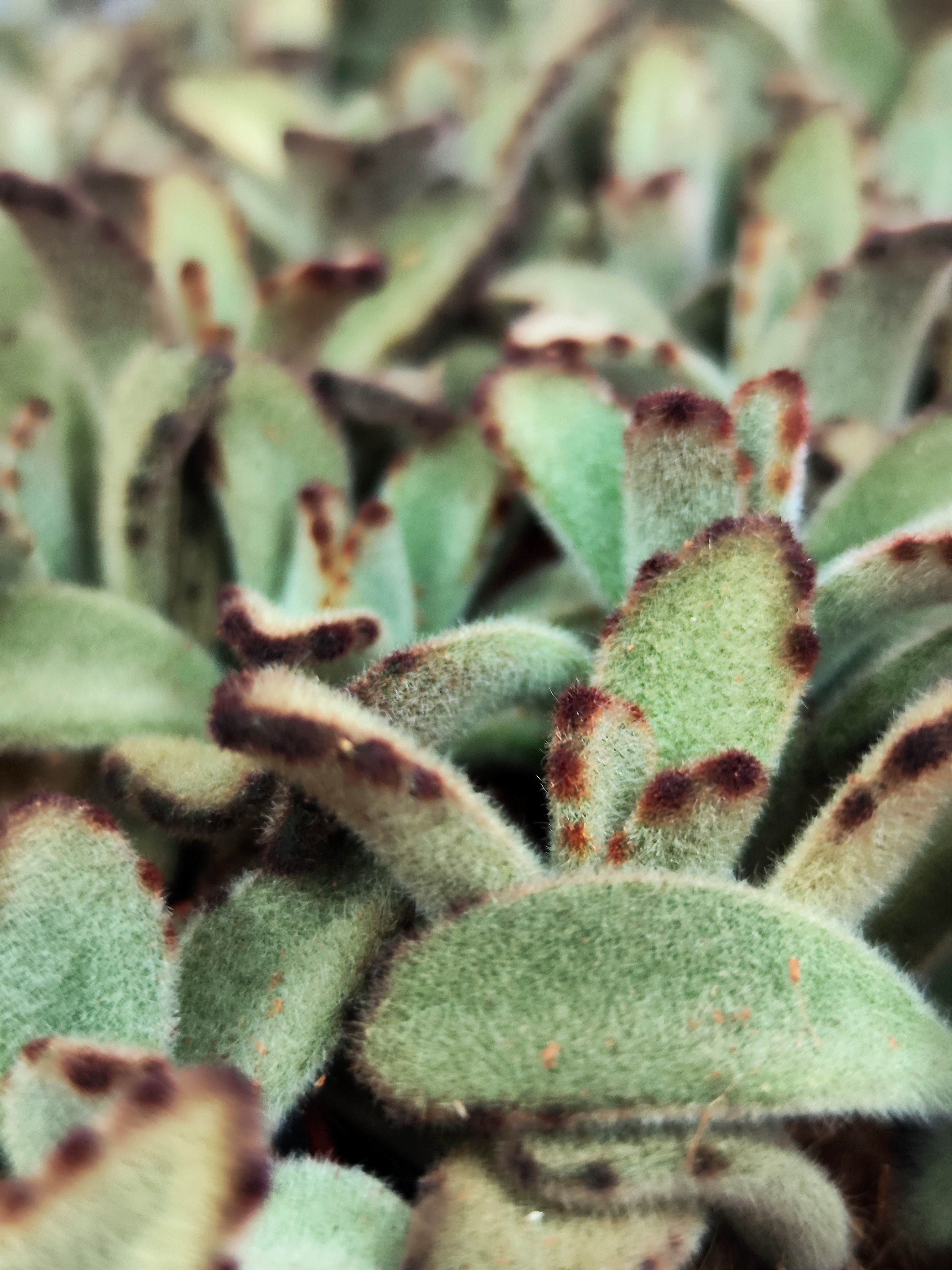 Каланхоэ Томентоза Негра (Kalanchoe Tomentosa Negra) D5см