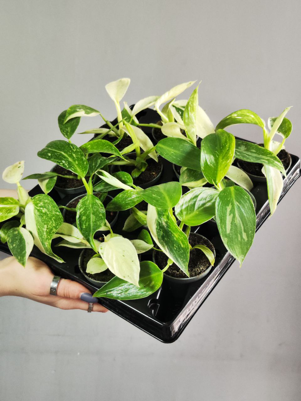 Филодендрон Джози Буоно (Philodendron Jose Buono) D6см