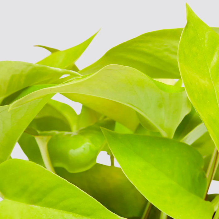Эпипремнум Голден Потос, Сциндапсус (Epipremnum Golden Pothos) D12см