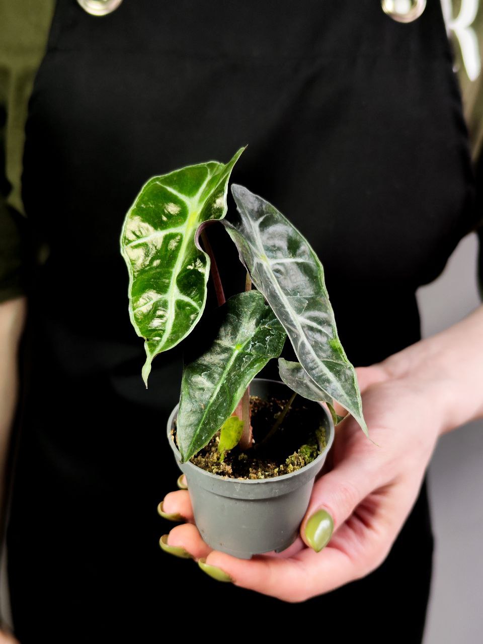 Алоказия Амазоника Дворф (Alocasia Amazonica Dwarf) D6см