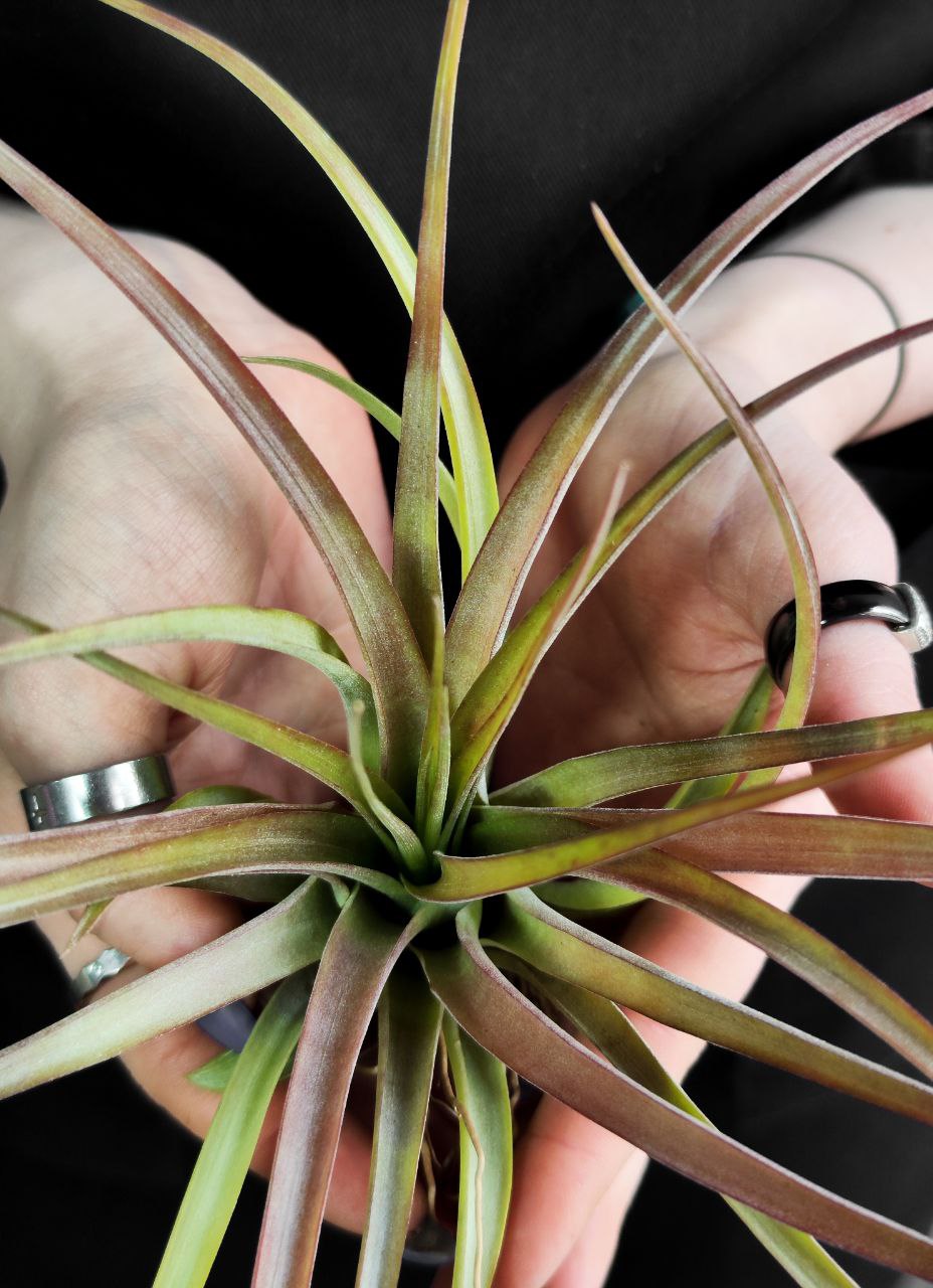 Тилландсия Мэджик  (Tillandsia Magic)