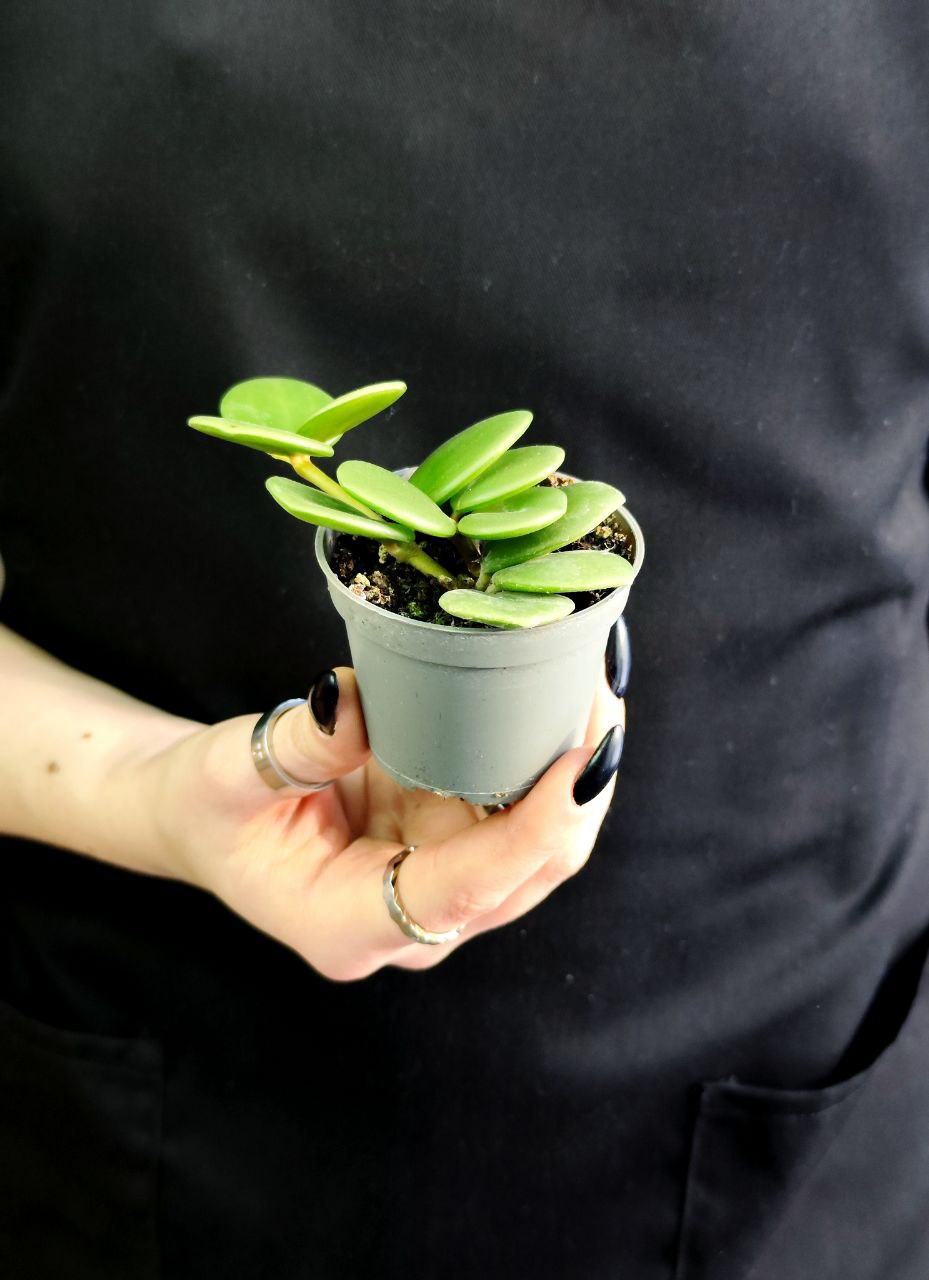 Пеперомия Тетрафилла Хоуп (Peperomia Tetraphylla Hope) D5см